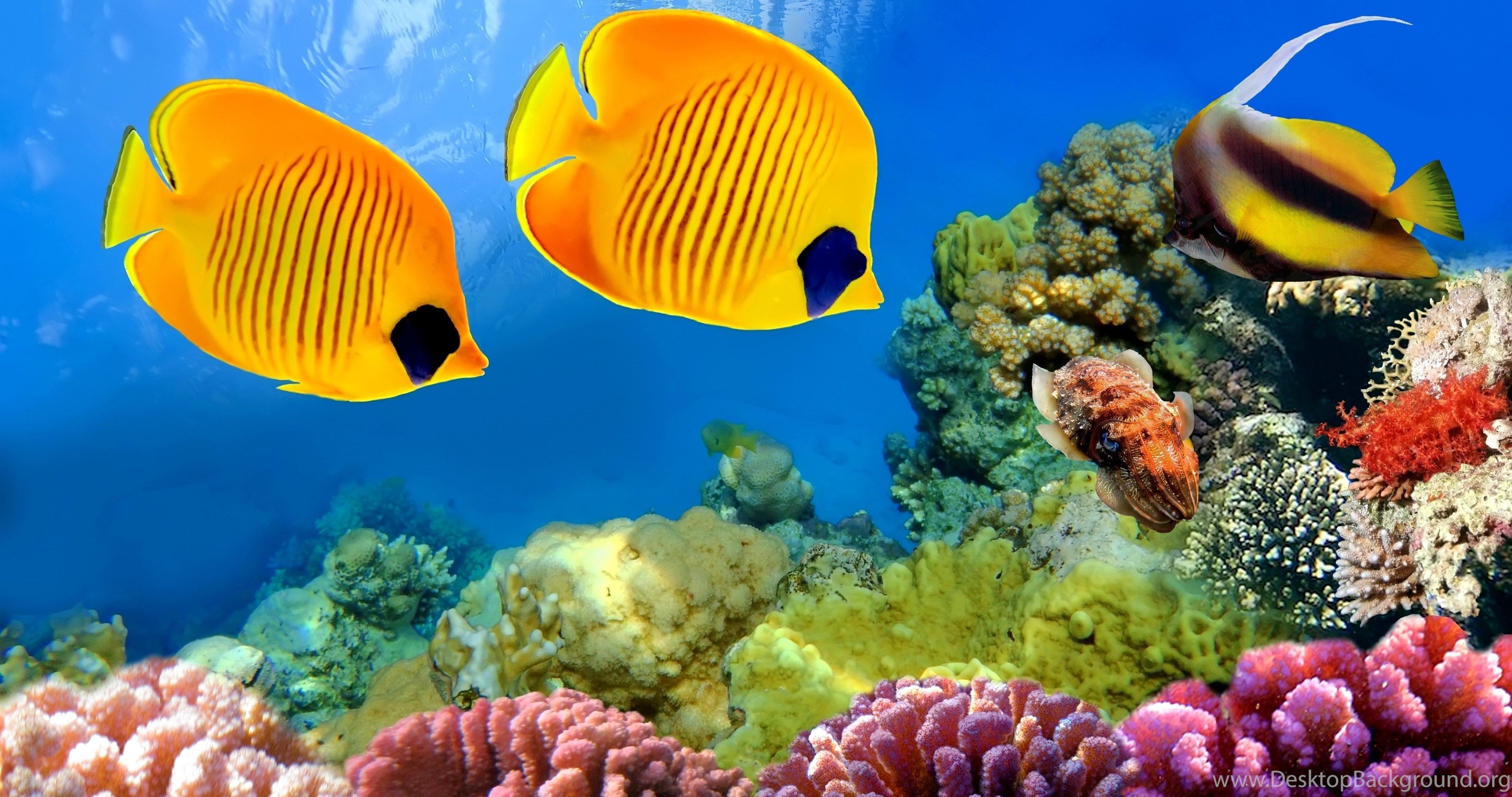 Fishes Wallpaper: DISCUS Tropical Fish Desktop Wallpaper. Desktop Background