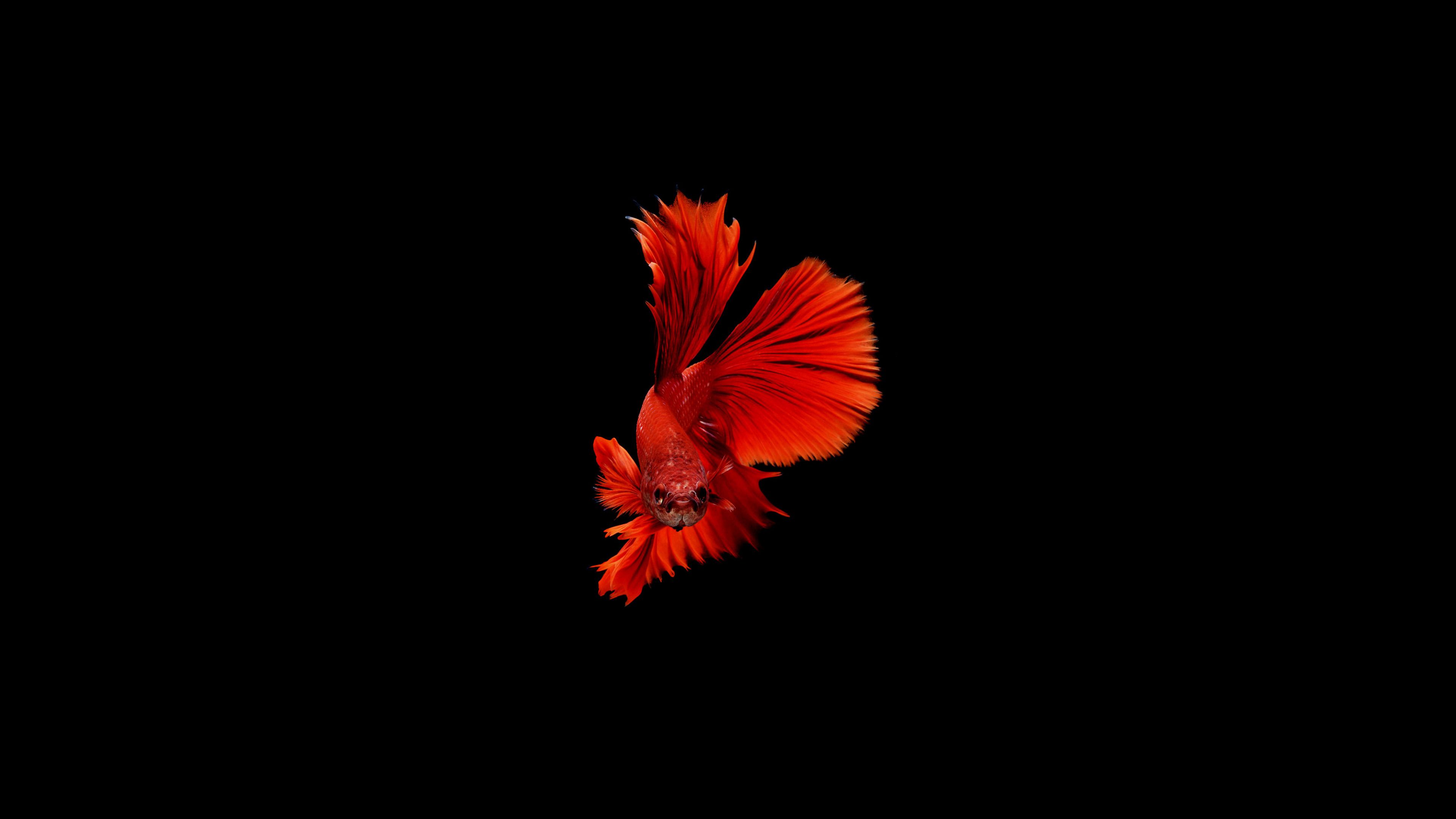 Betta Fish 4k HD 4k Wallpaper, Image, Background, Photo and Picture