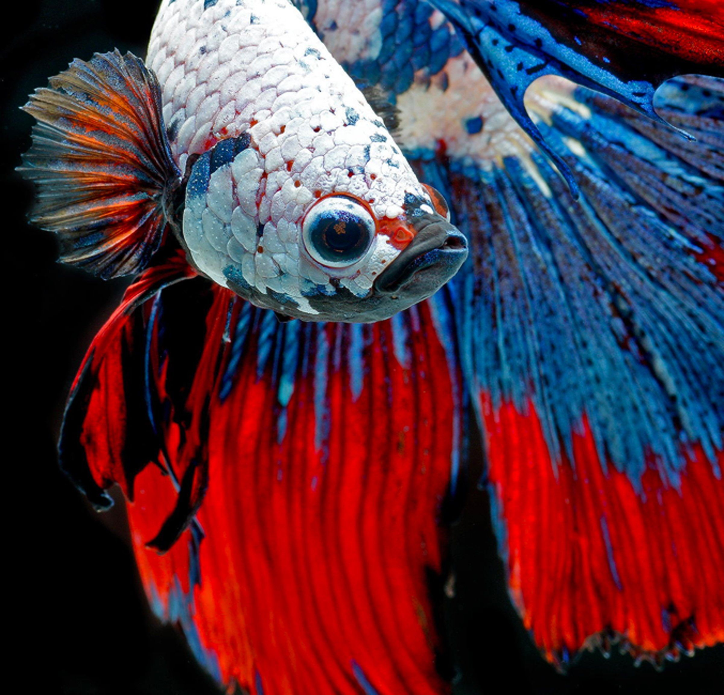 betta #Colorful #Fighting #fish #Siamese #tropical P #wallpaper #hdwallpaper #desktop. Animal wallpaper, Tropical animals, Animals