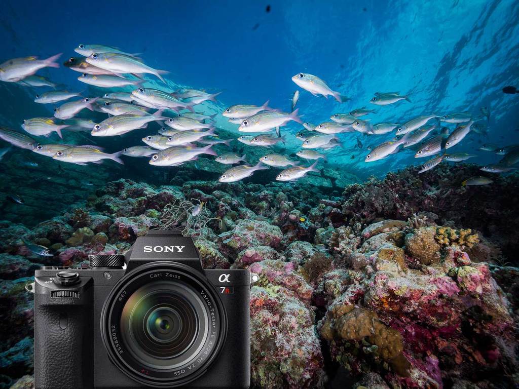 Sony Alpha A7R III Underwater Photo