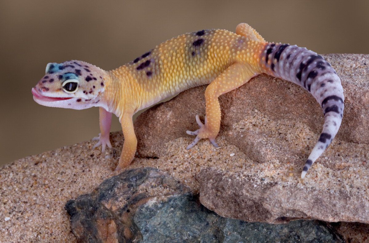 Leopard Gecko Wallpaper