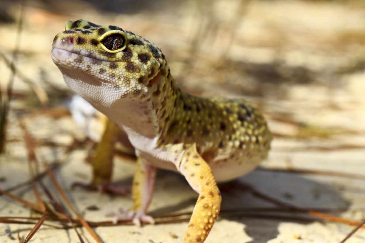 Leopard Geckos In Their Natural Habitat