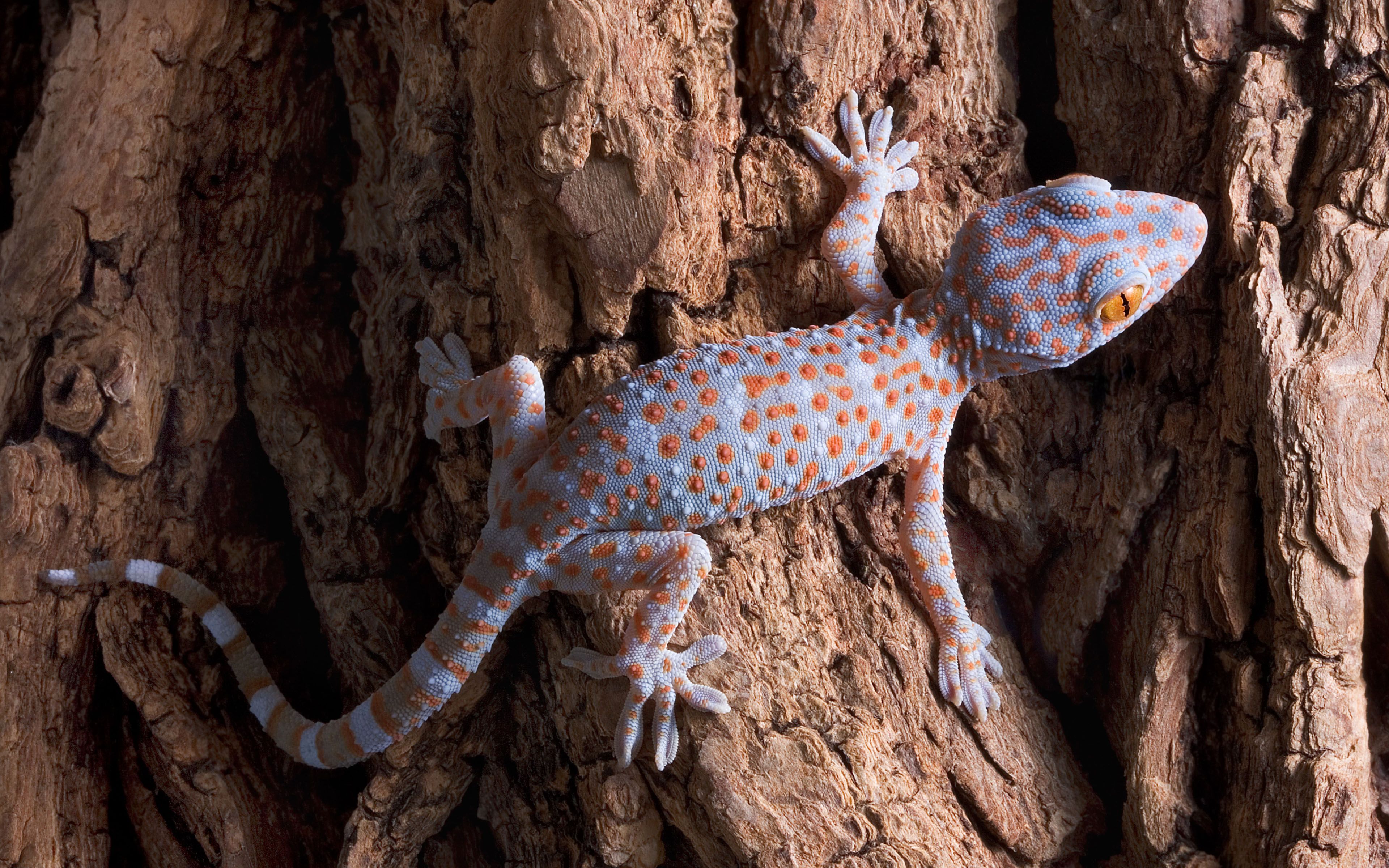 Gecko Wallpaper. Gecko Lizard Wallpaper, Leopard Gecko Wallpaper and Gecko Wallpaper