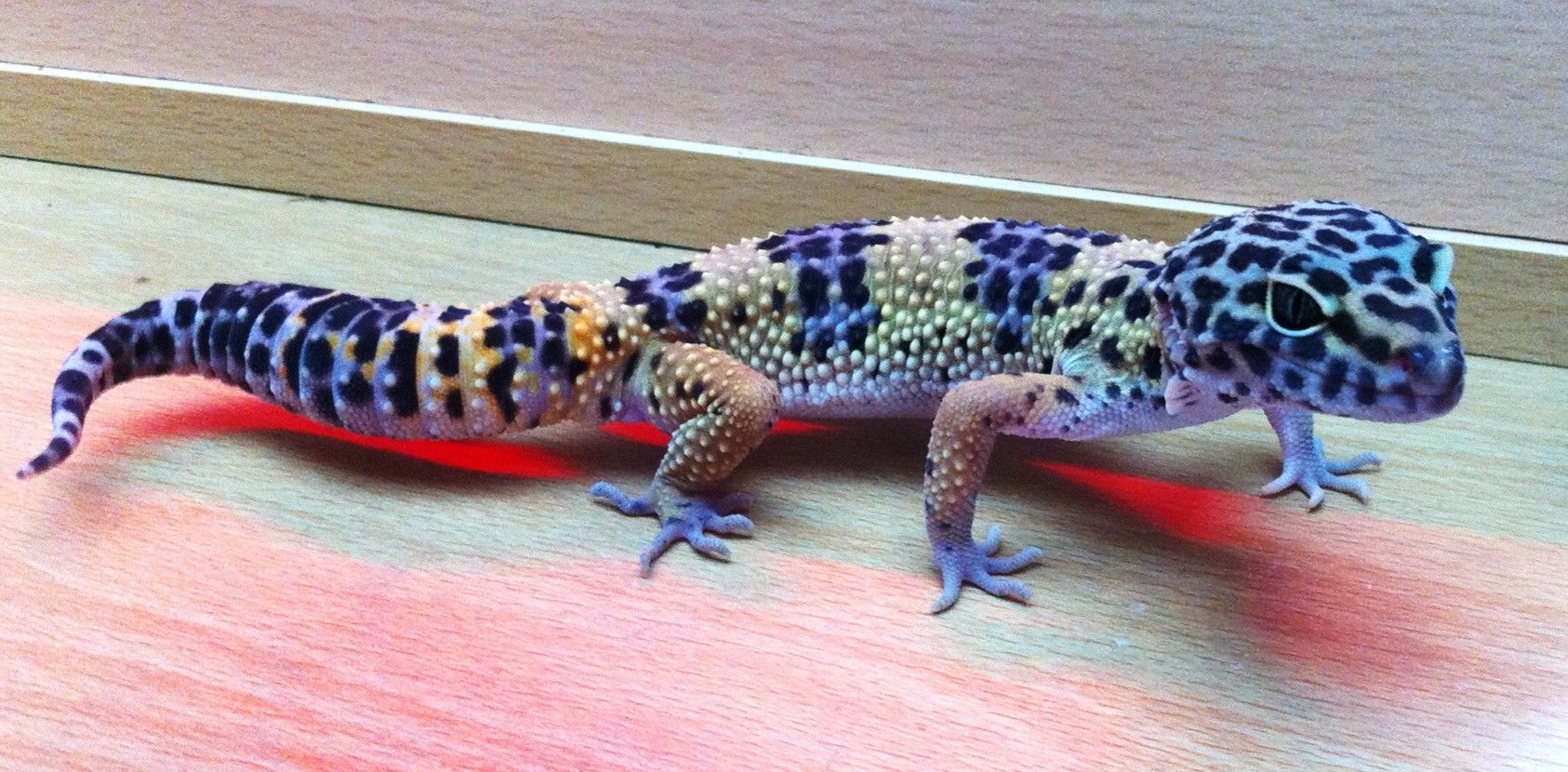 Blue Leopard Gecko