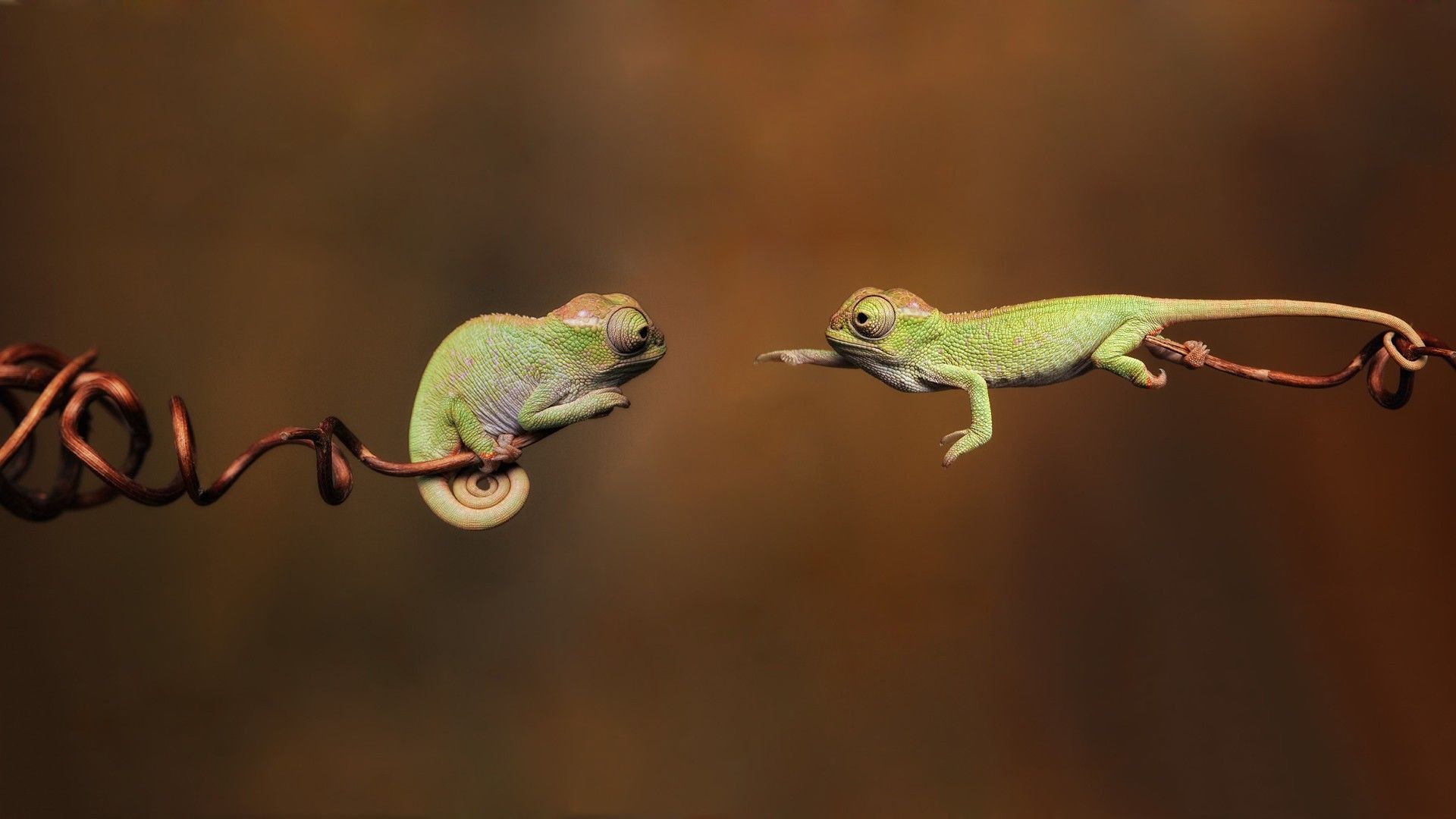 Wallpaper, animals, jumping, green, wildlife, blurred, hope, twigs, chameleons, gecko, lizard, fauna, 1920x1080 px, macro photography, scaled reptile, organism, chameleon, dactyloidae, iguania 1920x1080