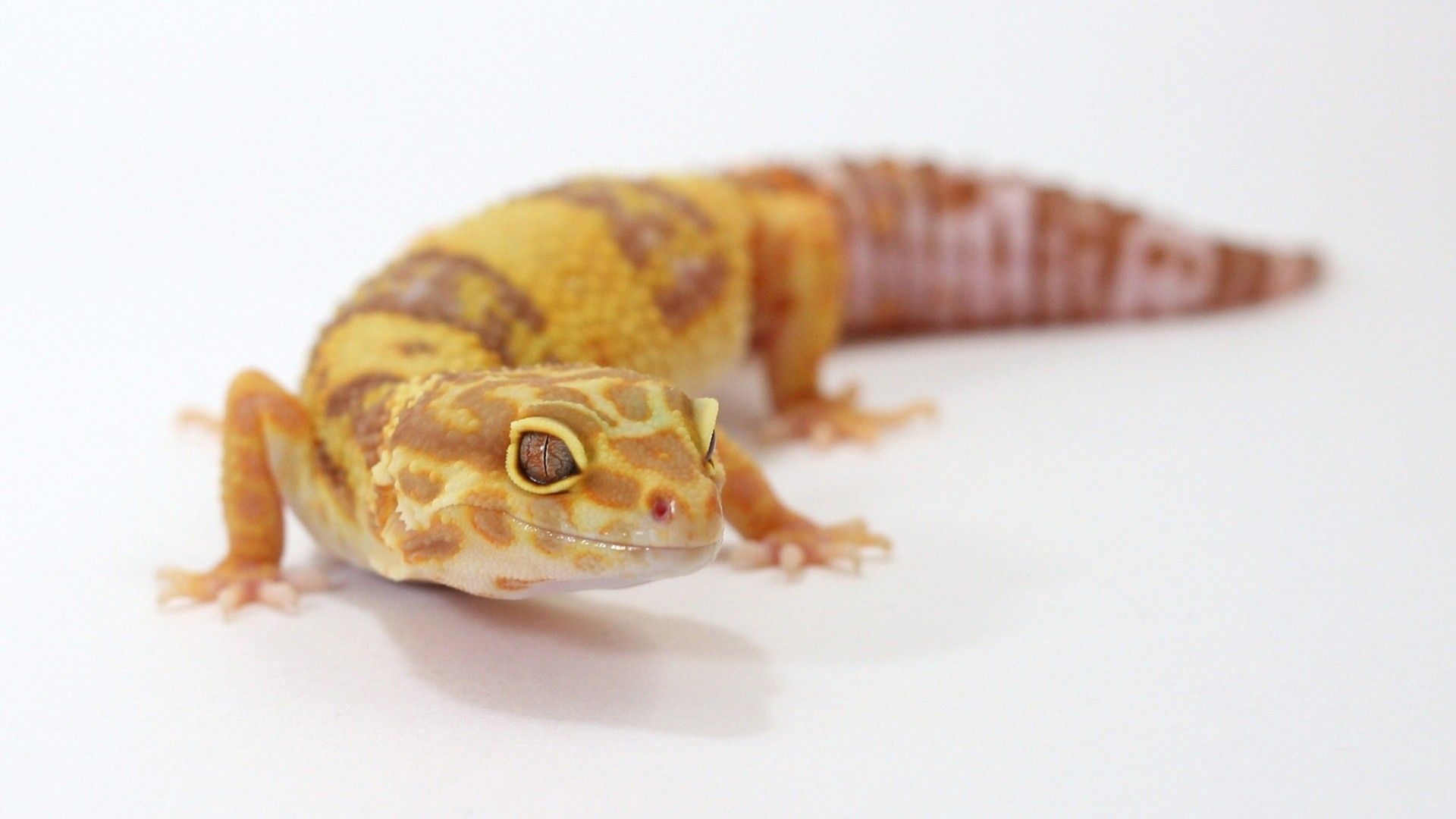 gecko, reptile, zoo 4k wallpaper