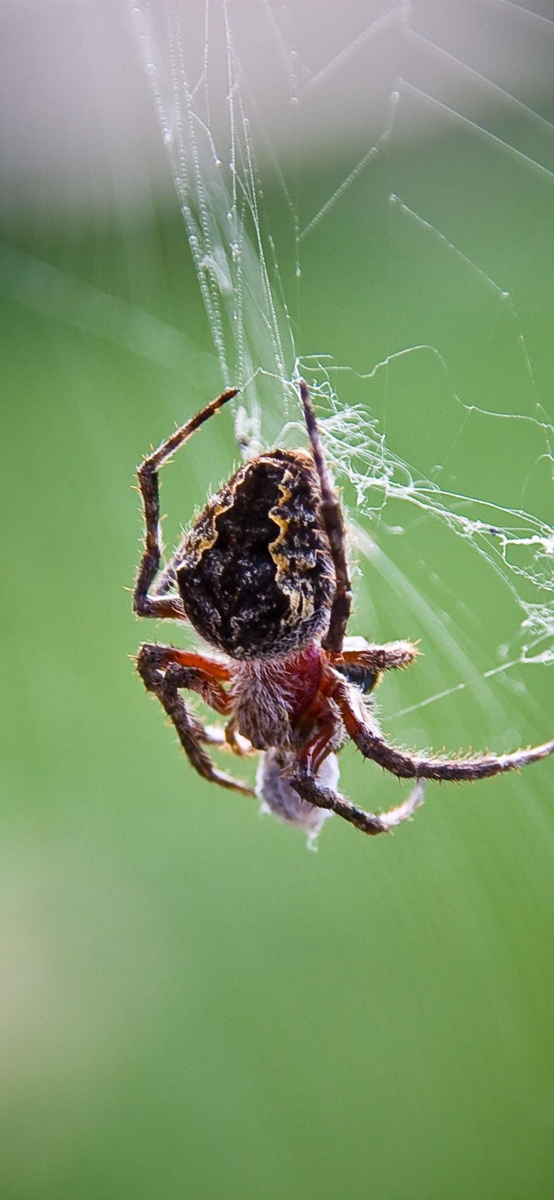 Wallpaper Spider, insect, web 3840x2160 UHD 4K Picture, Image