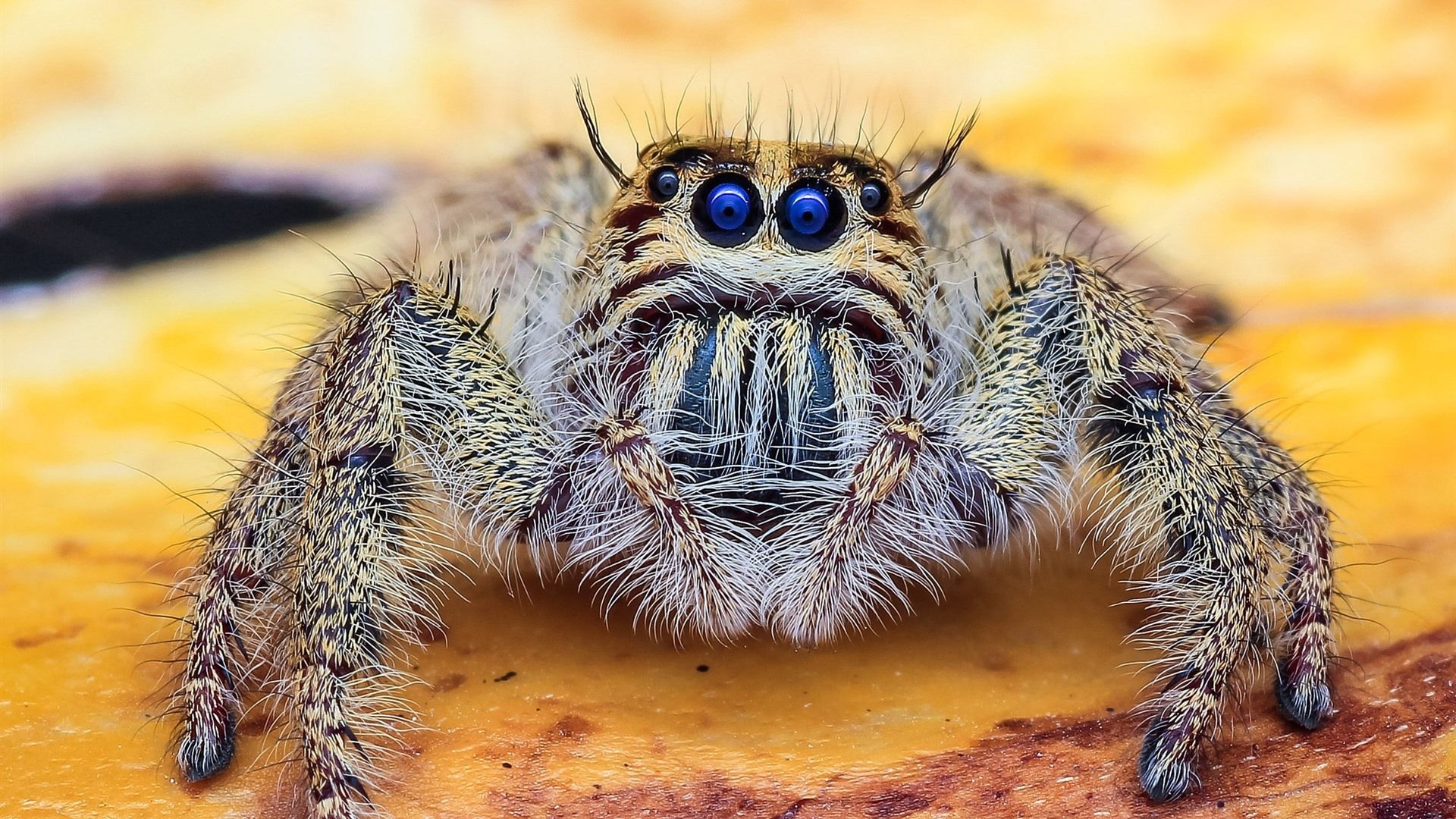 Wallpaper Blue eyes spider, insect 1920x1440 HD Picture, Image