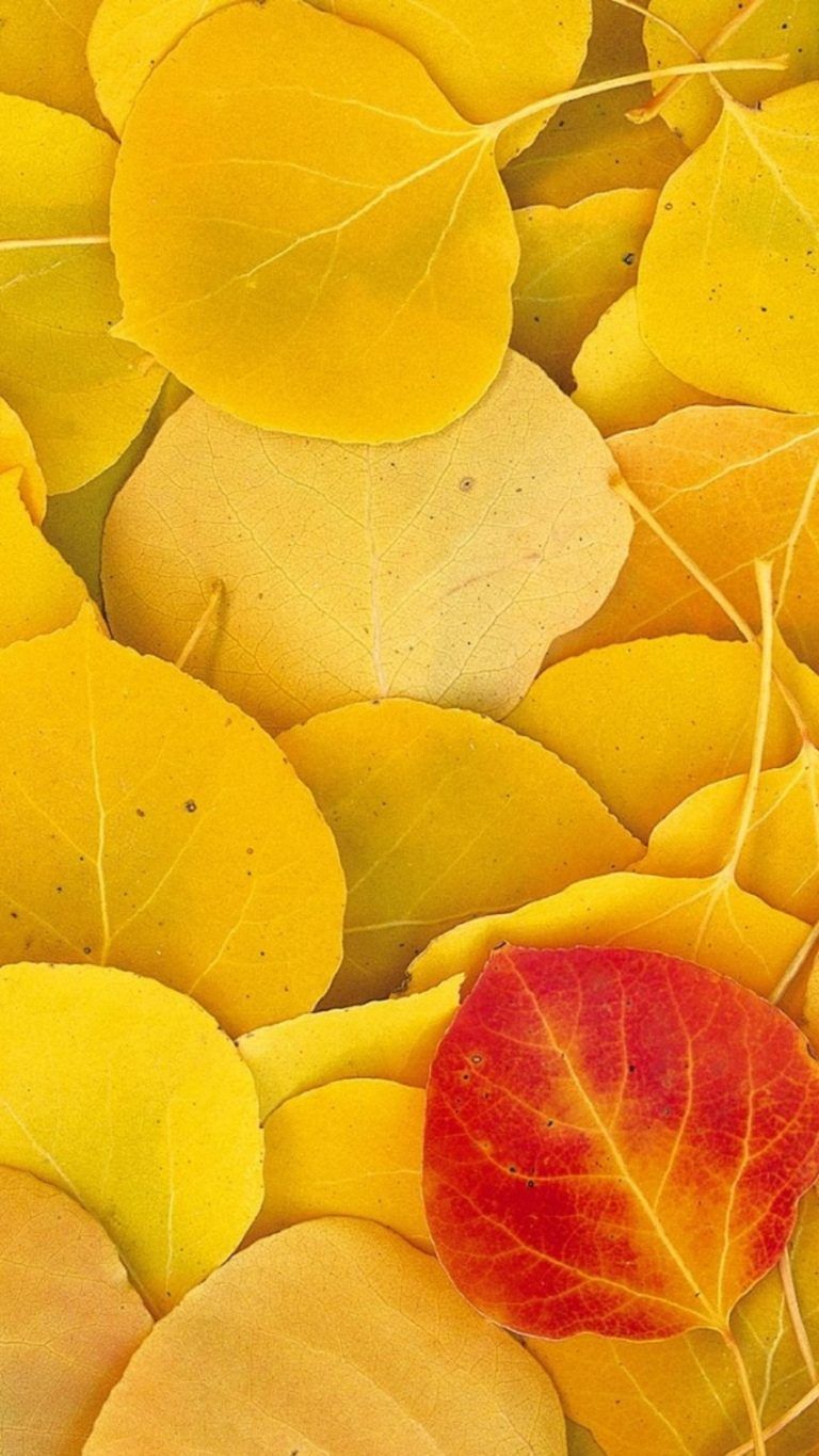 4K Ultra HD Wallpaper. Yellow aesthetic, Yellow color, Yellow leaves