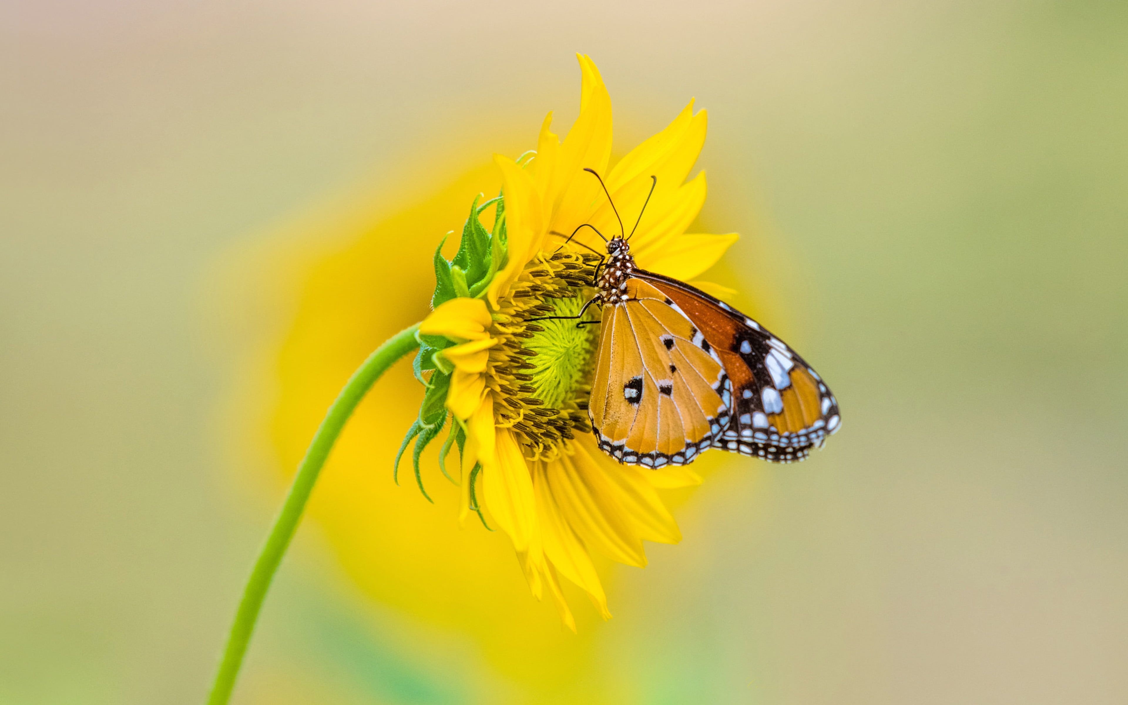 Insect Tiger Butterfly On Yellow Color From Sunflower 4k Ultra HD Tv Wallpaper For Desktop La. Desktop wallpaper, Cool desktop wallpaper, 4k wallpaper for mobile