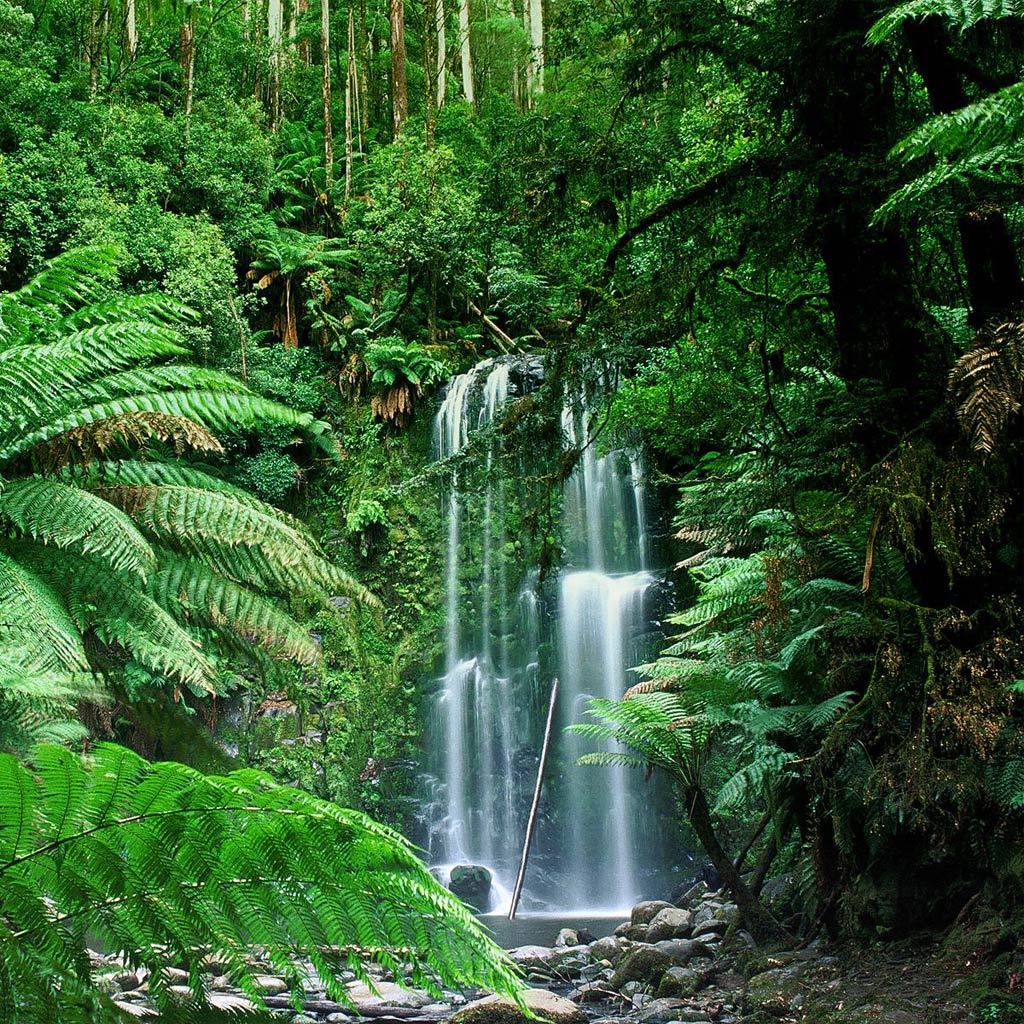 Tropical Forests Of Australia