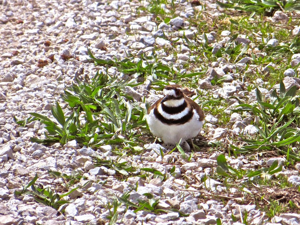 Killdeer on her eggs. They lay them right on the ground. Lo