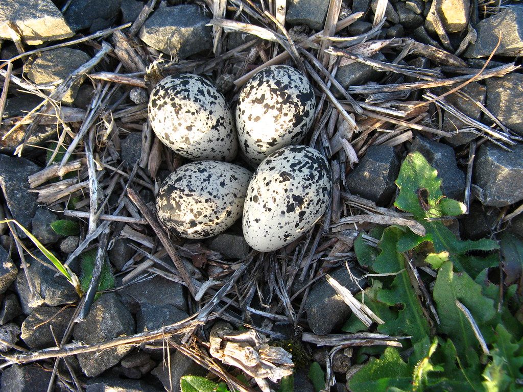 Killdeer Eggs in Nest. (IMG_8803) These are not in the ne
