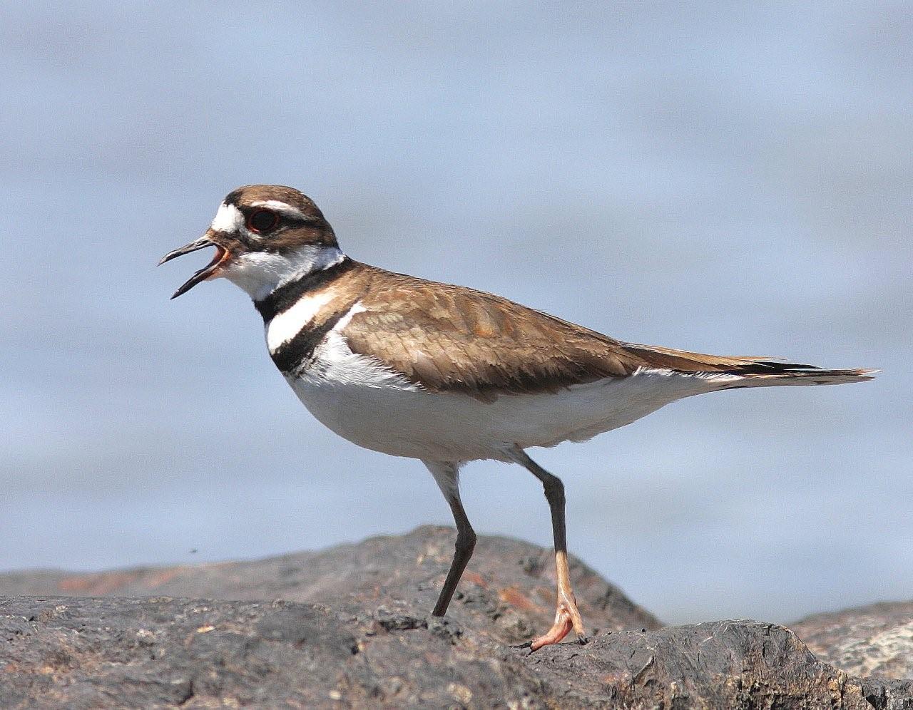 Killdeer Bird Facts, Habitat, Eggs, Sounds, Adaptations, Picture