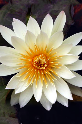 official iPhone wallpaper