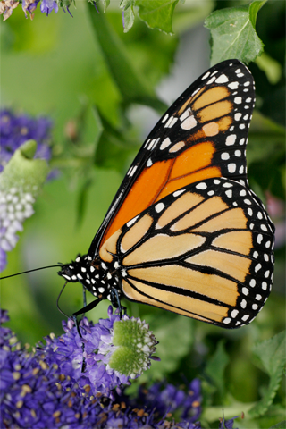 official iPhone wallpaper