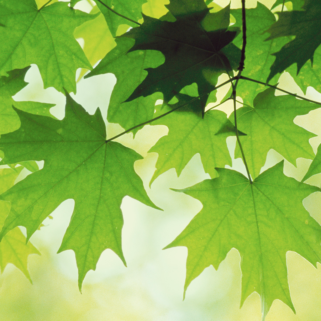 official iPhone wallpaper