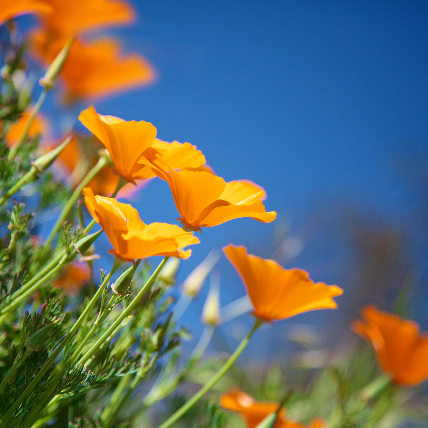 official iPhone wallpaper