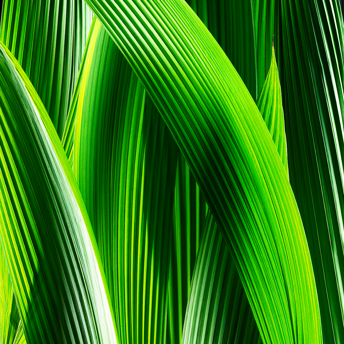 official iPhone wallpaper