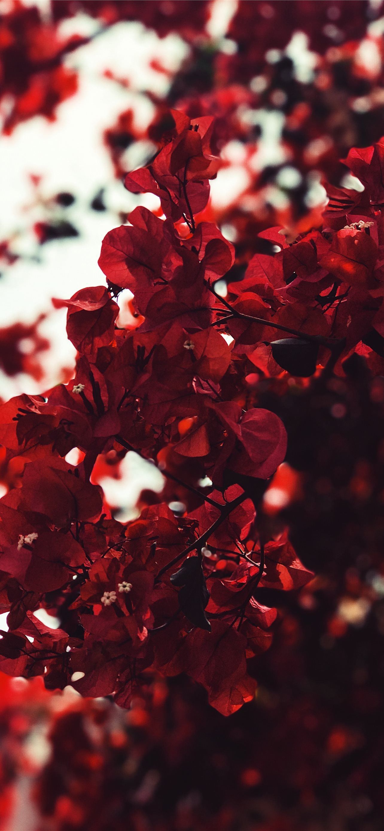 red leaves iPhone 12 Wallpaper Free Download