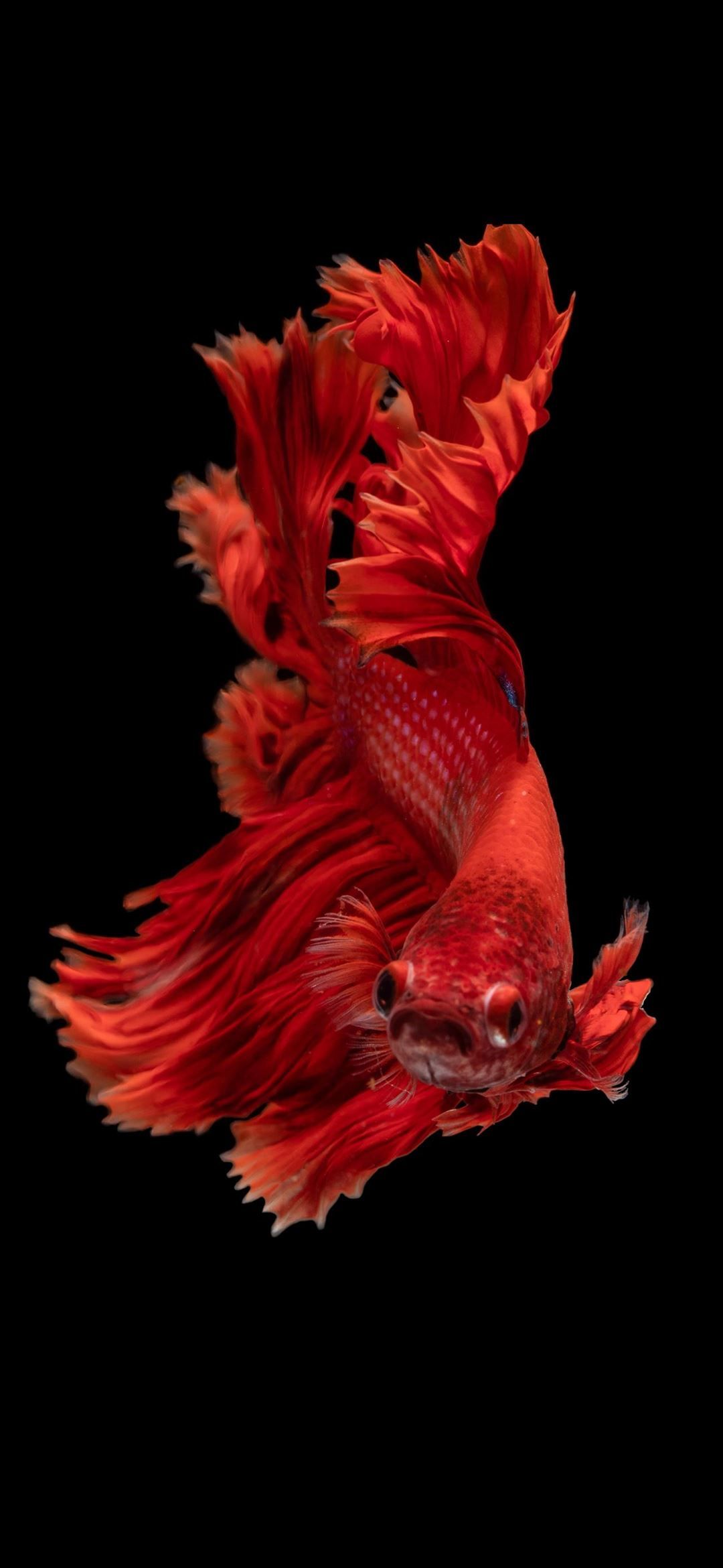 red Siamese fighting fish iPhone 12 Wallpaper Free Download