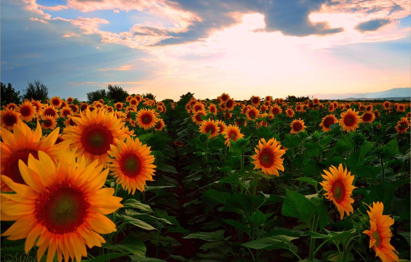 Wallpaper Sunset, Field, Summer, Sunflowers, Sunset, Summer, Field, Sunflowers image for desktop, section пейзажи