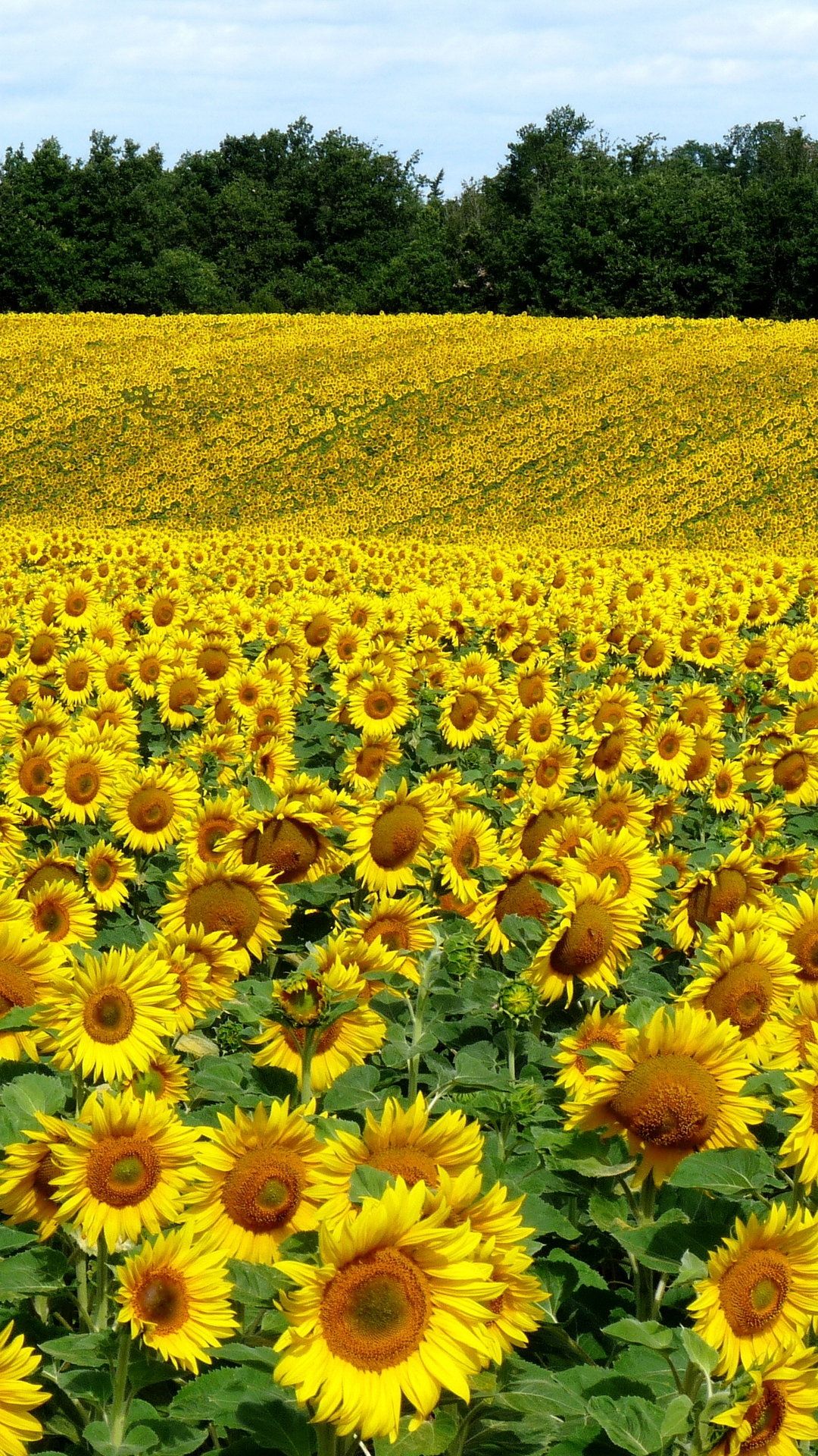 Field Sunflowers Landscape Summer Wallpaper - [1080x1920]