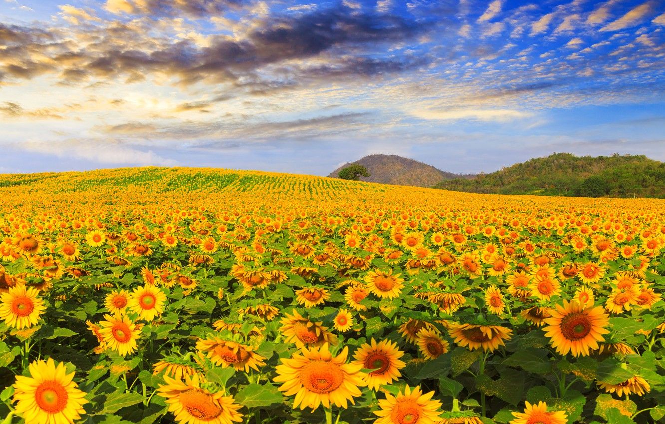 Wallpaper field, summer, the sky, sunflowers, summer, field, landscape, sunflower image for desktop, section пейзажи