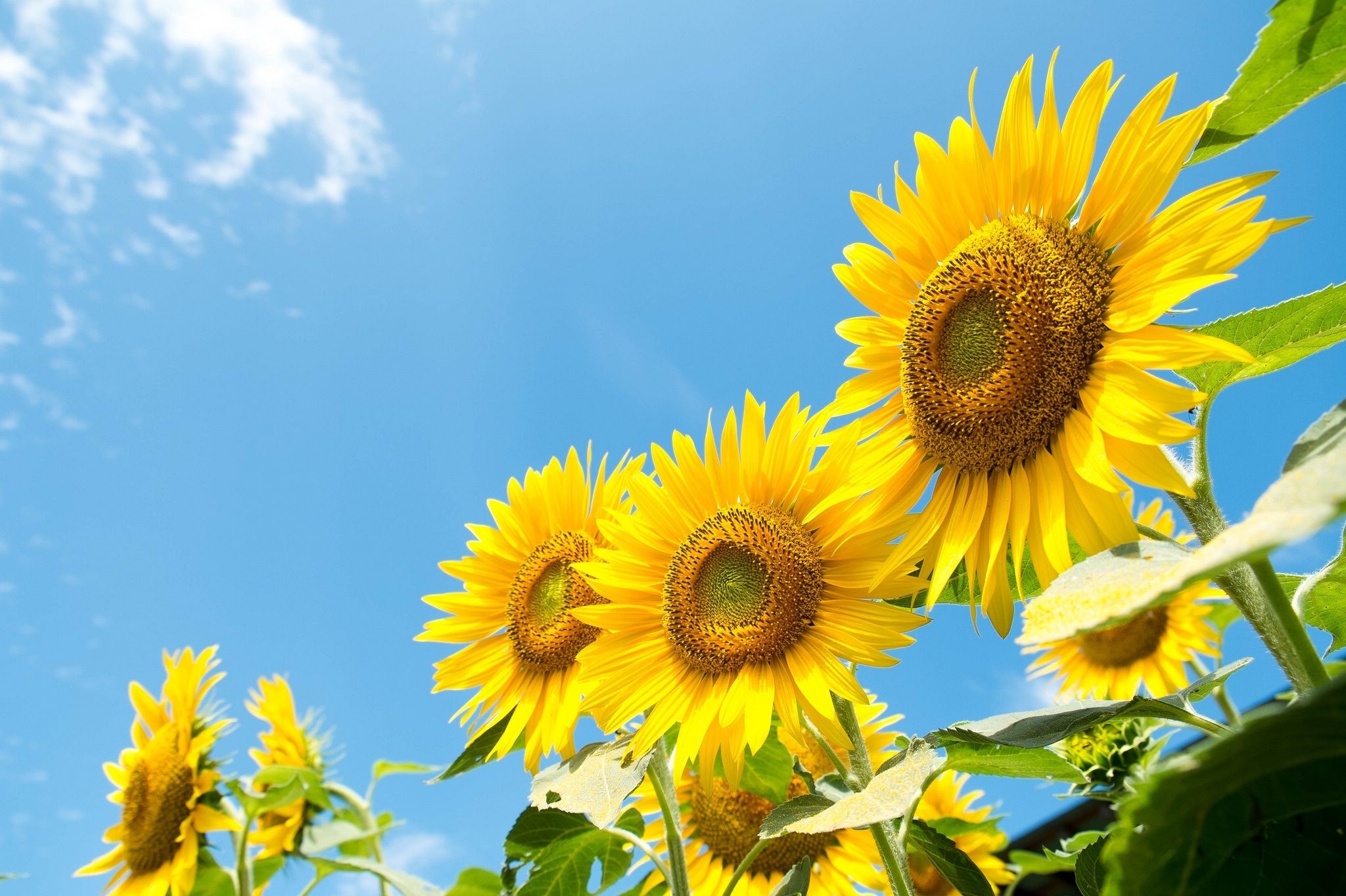 sunflowers, Sky, Summer Wallpaper HD / Desktop and Mobile Background