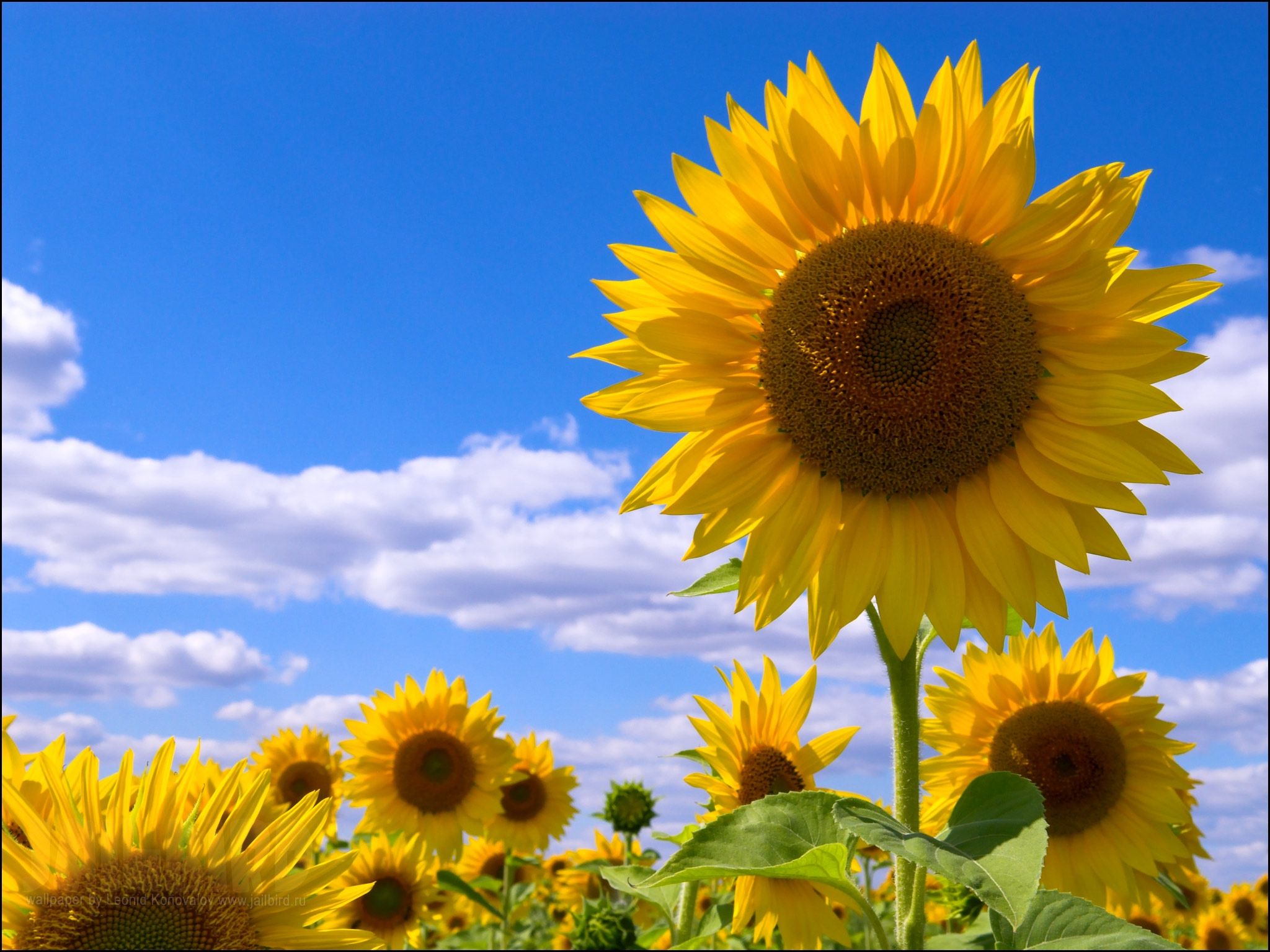 Download wallpaper 2048x1536 sunflowers, field, sky, clouds, summer HD background