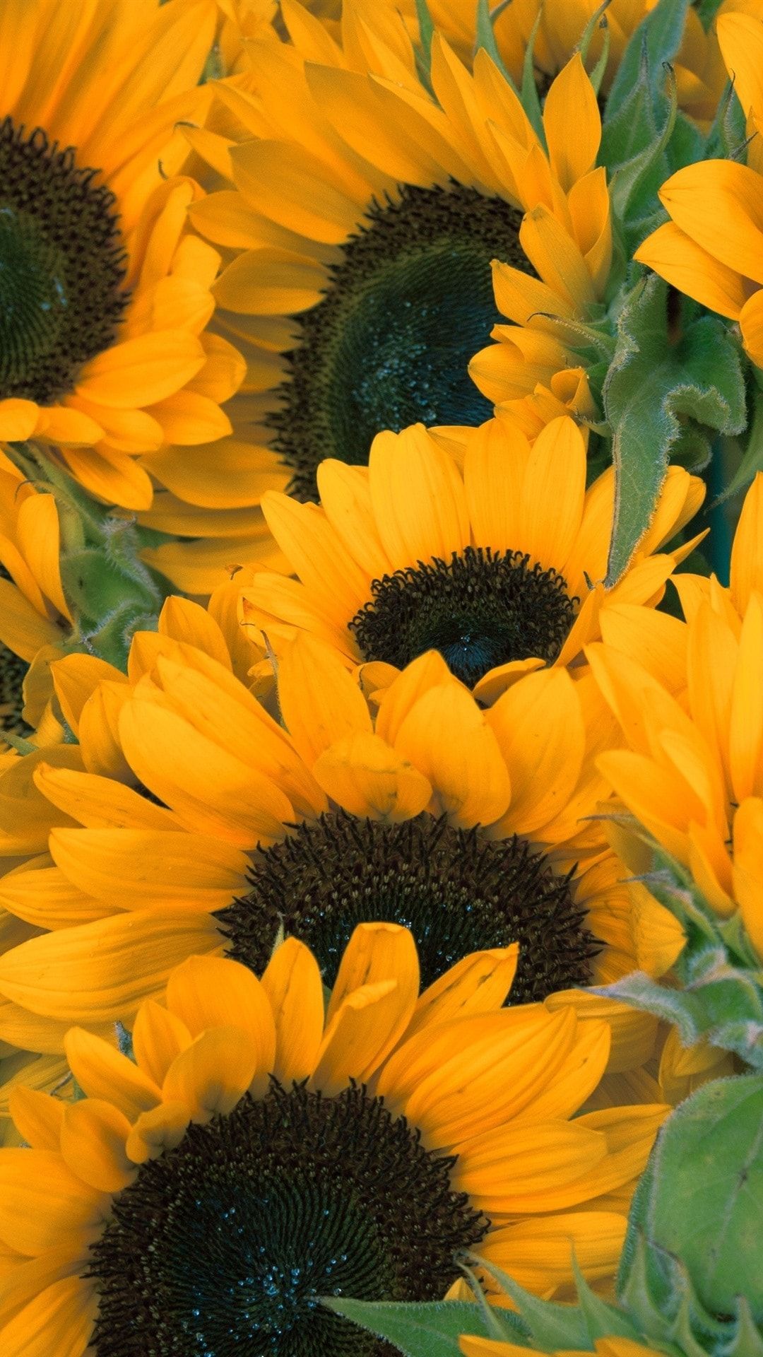 Sunflowers Yellow Flowers Summer Iphone 1080×1920 Wallpaper