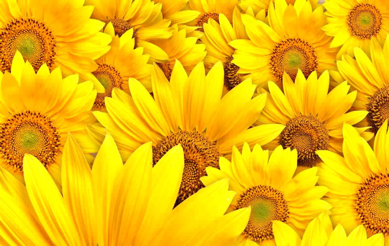 Summer Sunflower HD Wallpaper Free Download New HD Background For Computers