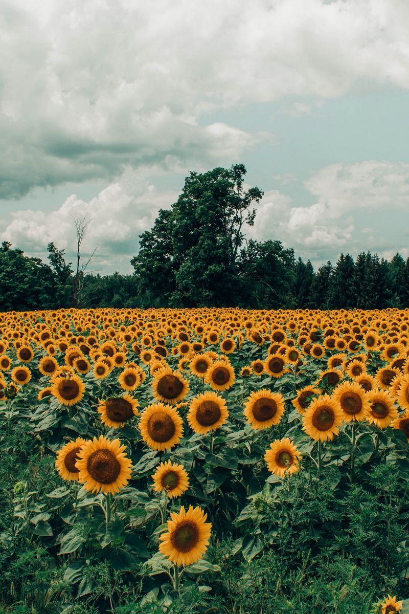 Download Wallpaper 800x1200 Sunflowers, Field, Flowers, Bloom, Summer, Clouds Iphone 4s 4 For Parallax HD Background
