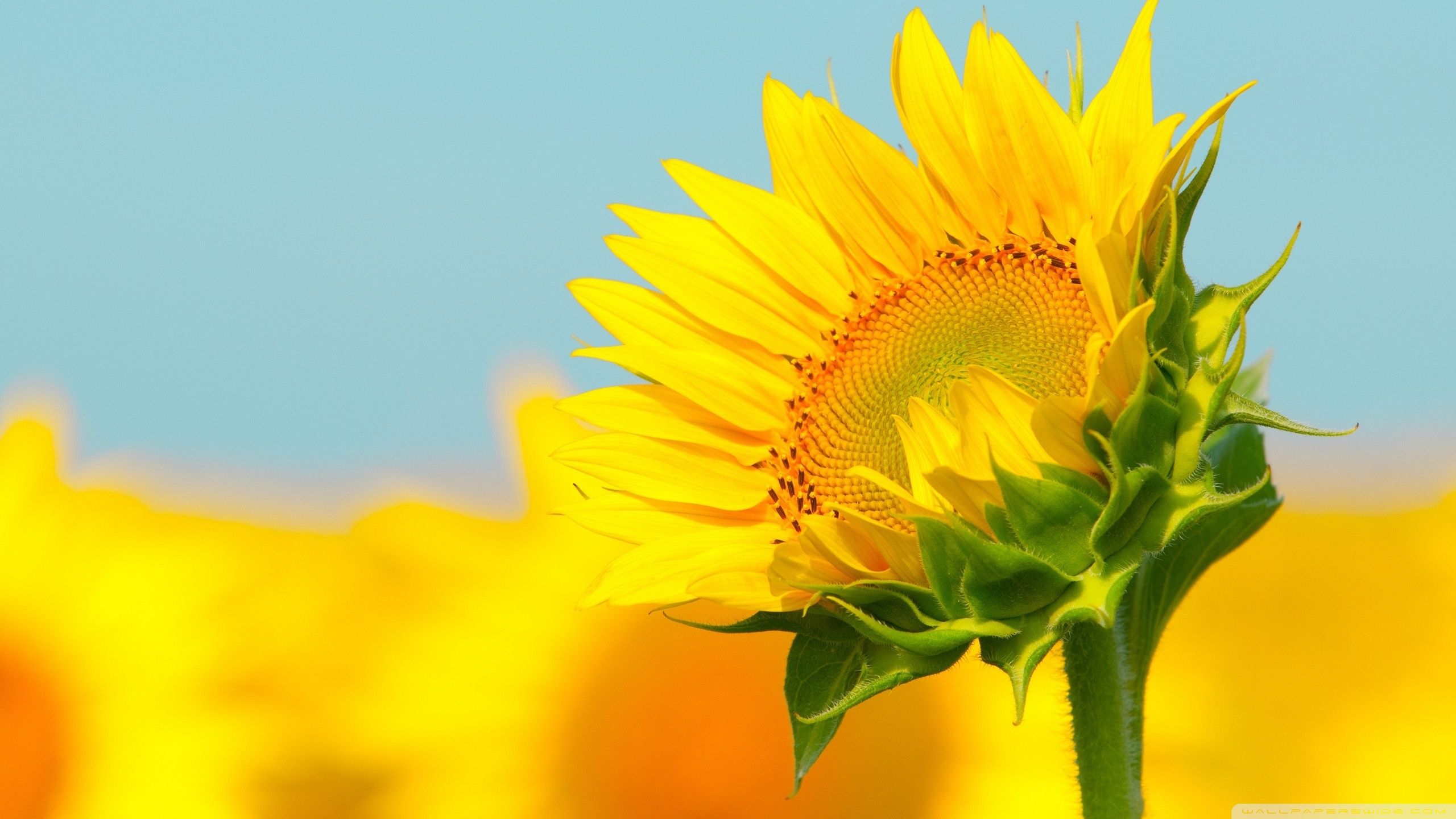 Sunflower In The Summer Ultra HD Desktop Background Wallpaper for 4K UHD TV, Tablet