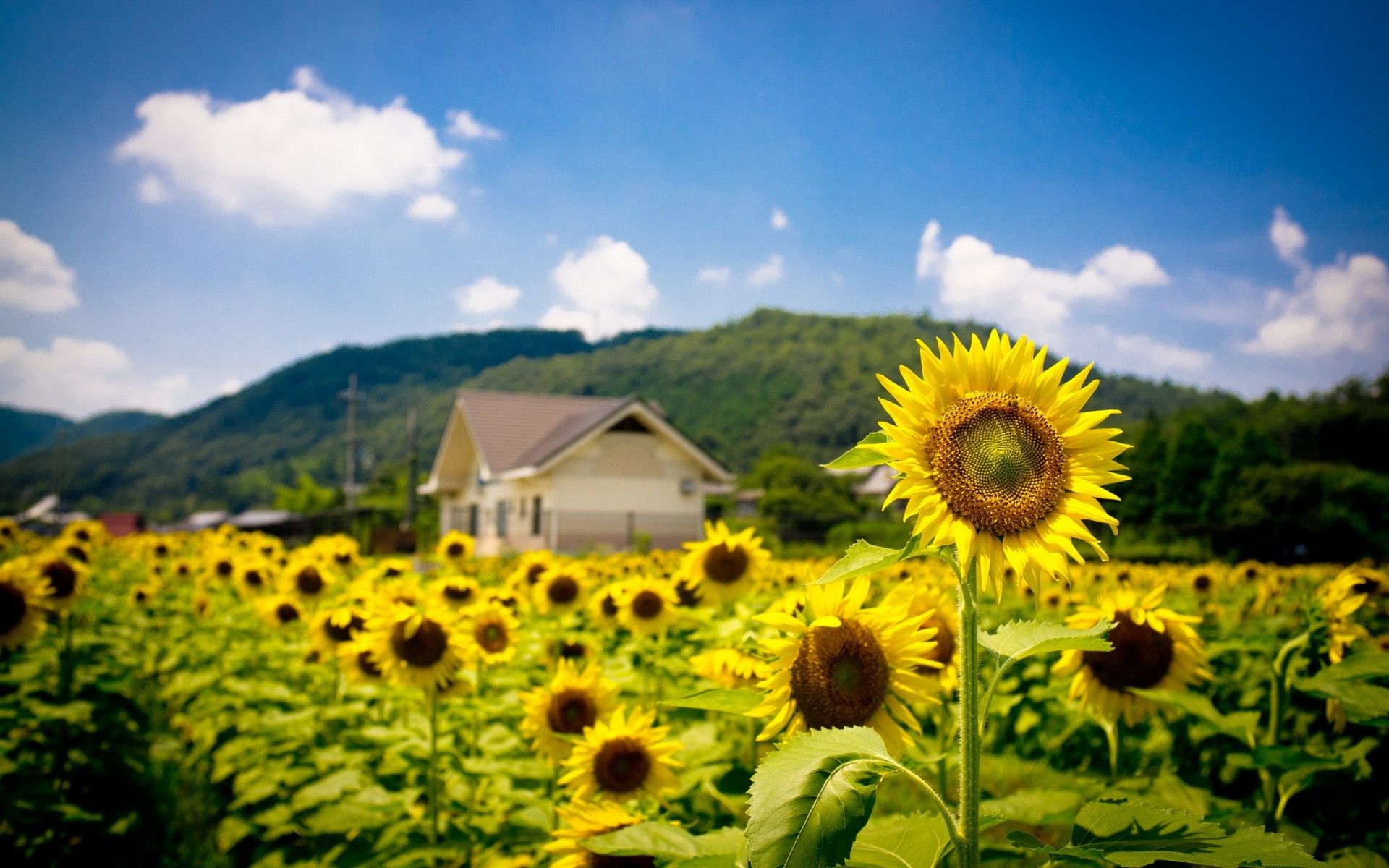 Flower, Landscapes, Mobile Wallpaper, House, Natural, sunflowers, Summer, Hills, Leaf, Wallpaper, Floral, Buildings, Architecture, Field, Yellow, free, Nature 1920x1200. Full HD Wallpaper