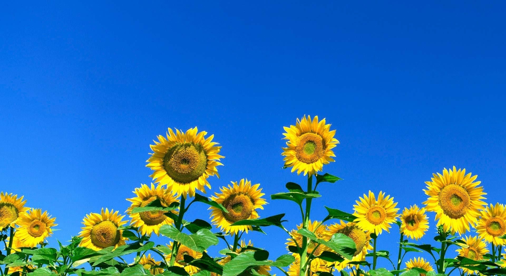 Wallpaper, sunflowers, field, sky, summer, Sunny 1920x1050