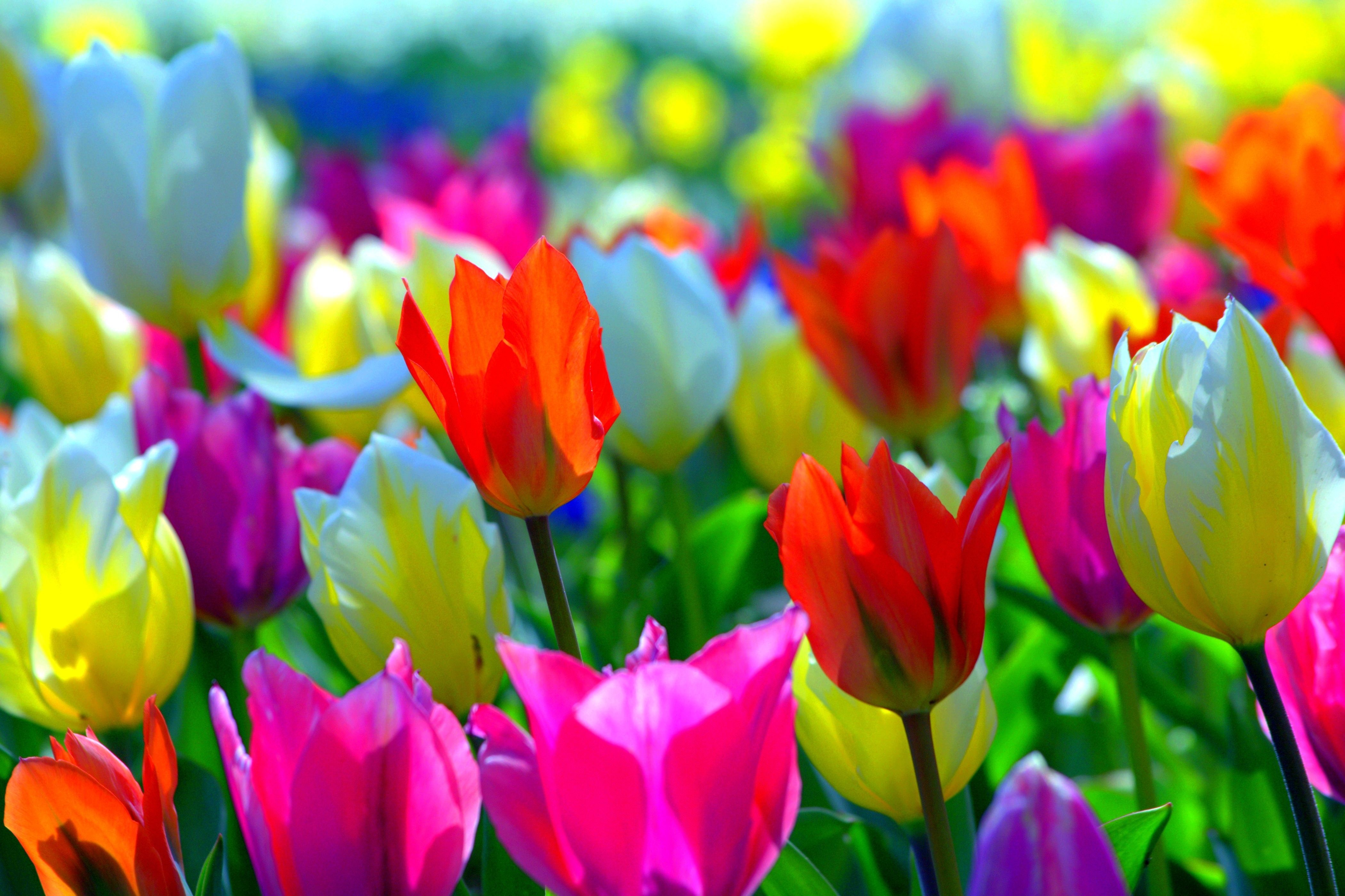 Spring Colorful Wallpapers - Wallpaper Cave