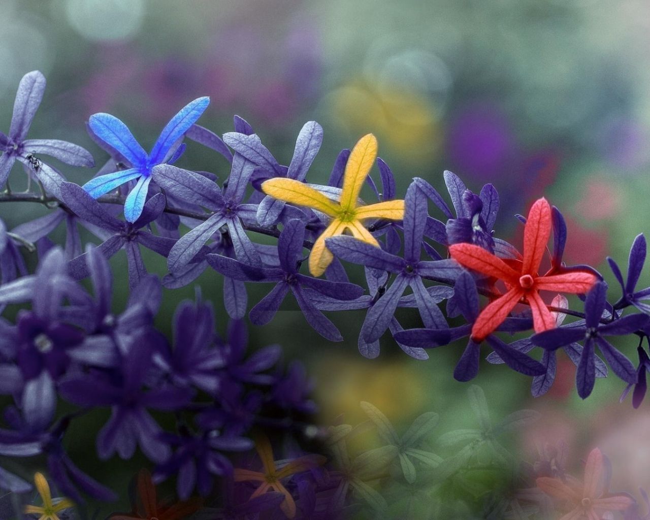 Free download Colorful Flowers Spring HD Wallpaper New HD Wallpaper [1920x1080] for your Desktop, Mobile & Tablet. Explore Spring Colorful Wallpaper. Colorful 3D Wallpaper, Colorful Background Wallpaper, Bright Colorful Background Wallpaper