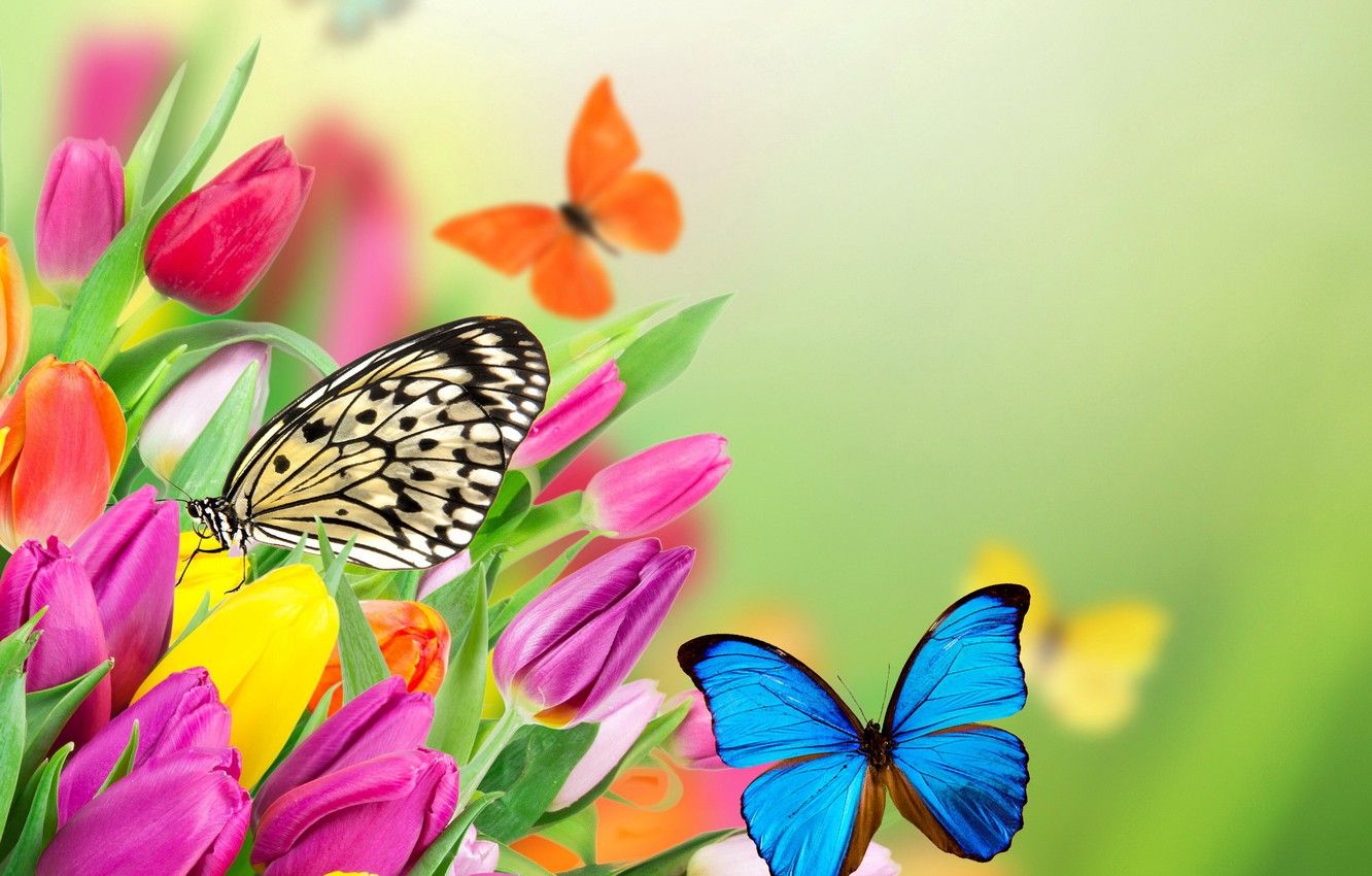Wallpaper butterfly, flowers, spring, colorful, tulips, fresh, yellow, flowers, beautiful, tulips, spring, purple, butterflies image for desktop, section цветы