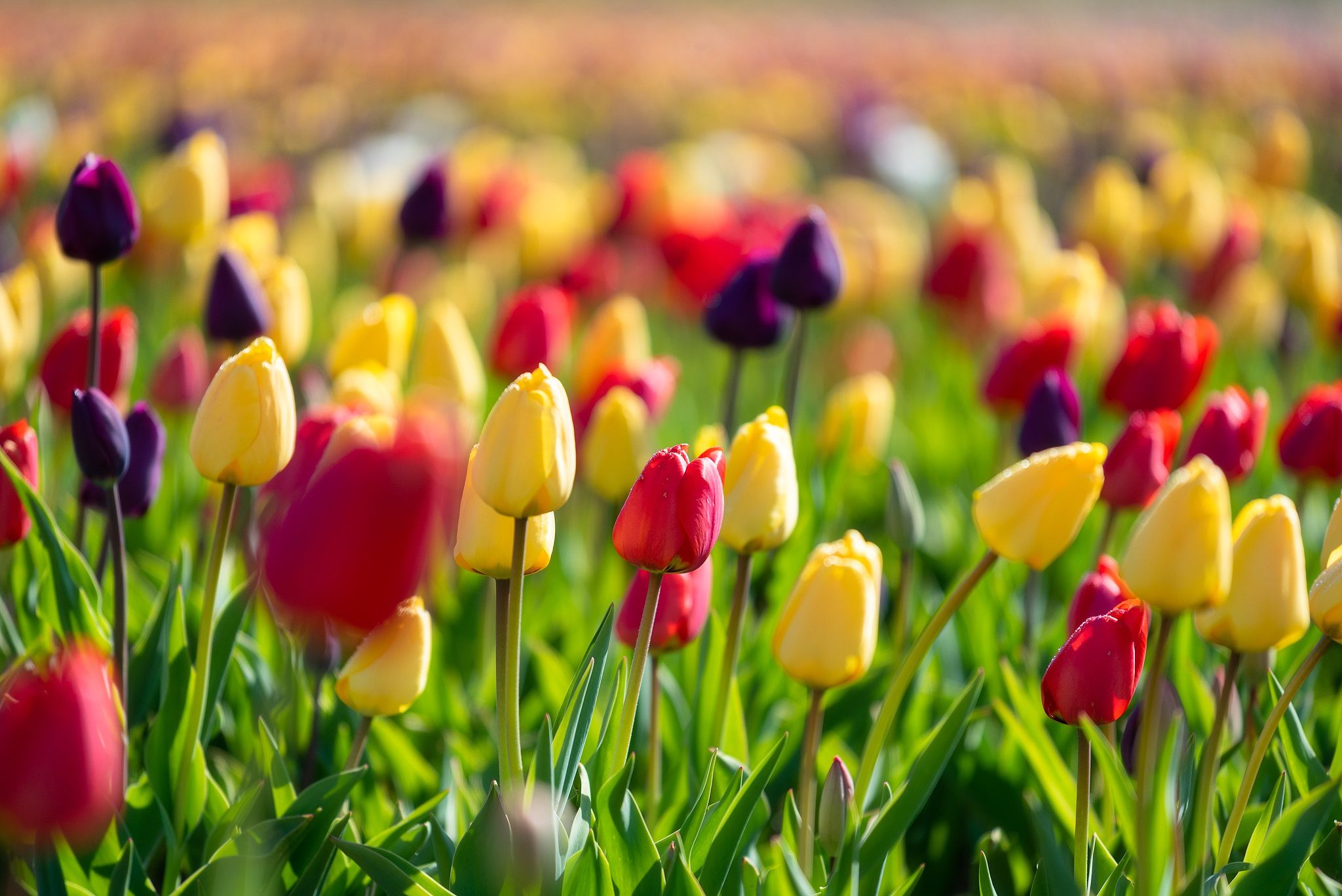Colorful Spring Flowers 4k Ultra Hd Wallpaper Background Images