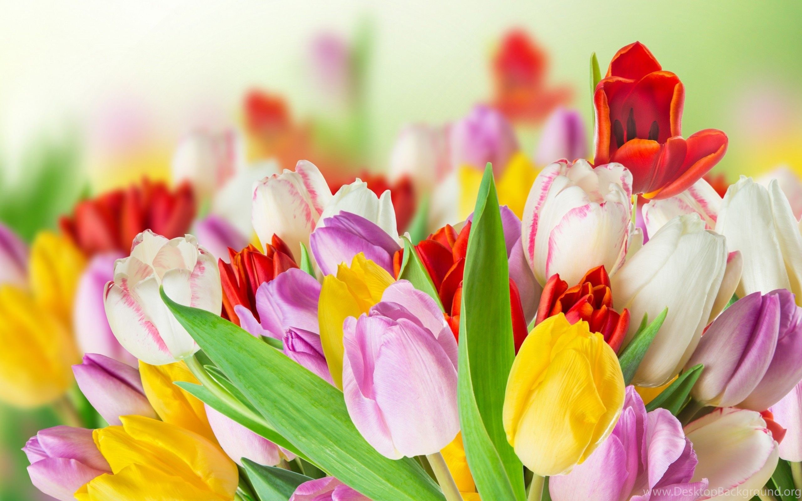Spring Beauty Colorful Flowers Wallpaper HD Download Desktop Background