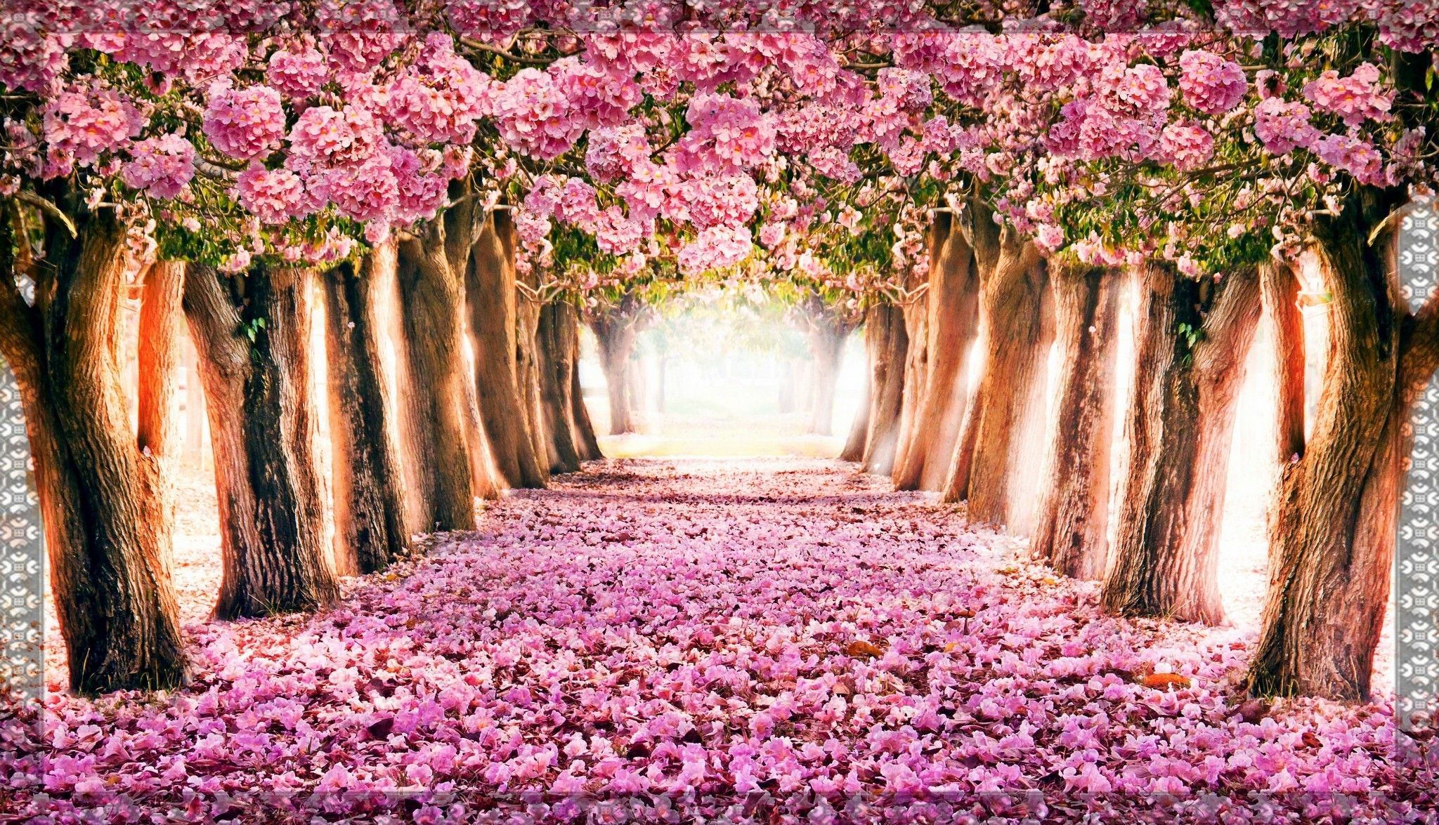Spring Desktop Wallpaper Widescreen Colorful Flowers HD