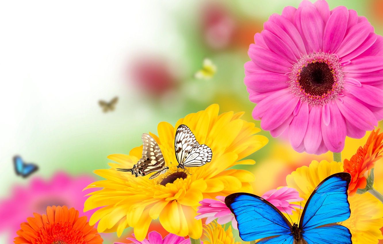 Wallpaper butterfly, flowers, spring, colorful, flowers, spring, bright, butterflies, gerbera image for desktop, section цветы
