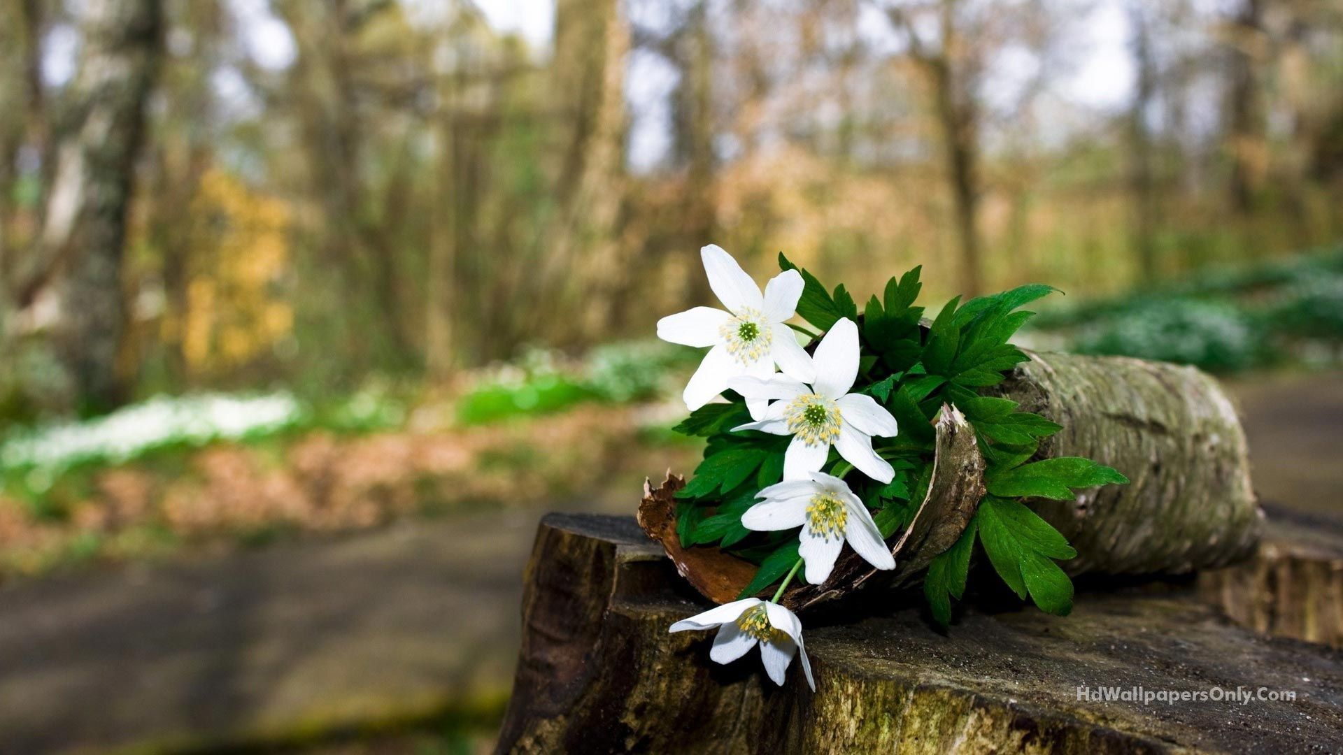 Wallpaper of Flowers. Spring blooming flowers, Forest flowers, Blooming flowers