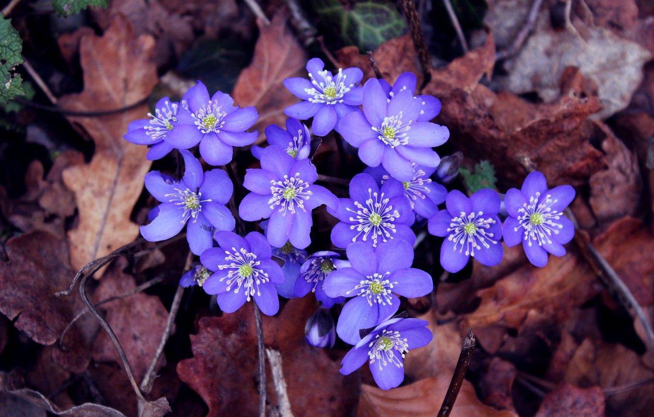 Wallpaper forest, flower, macro, Park, blue, bouquet, spring, forest, flower, blossom, park, aroma, macro, spring, blue flowers, aroma image for desktop, section цветы