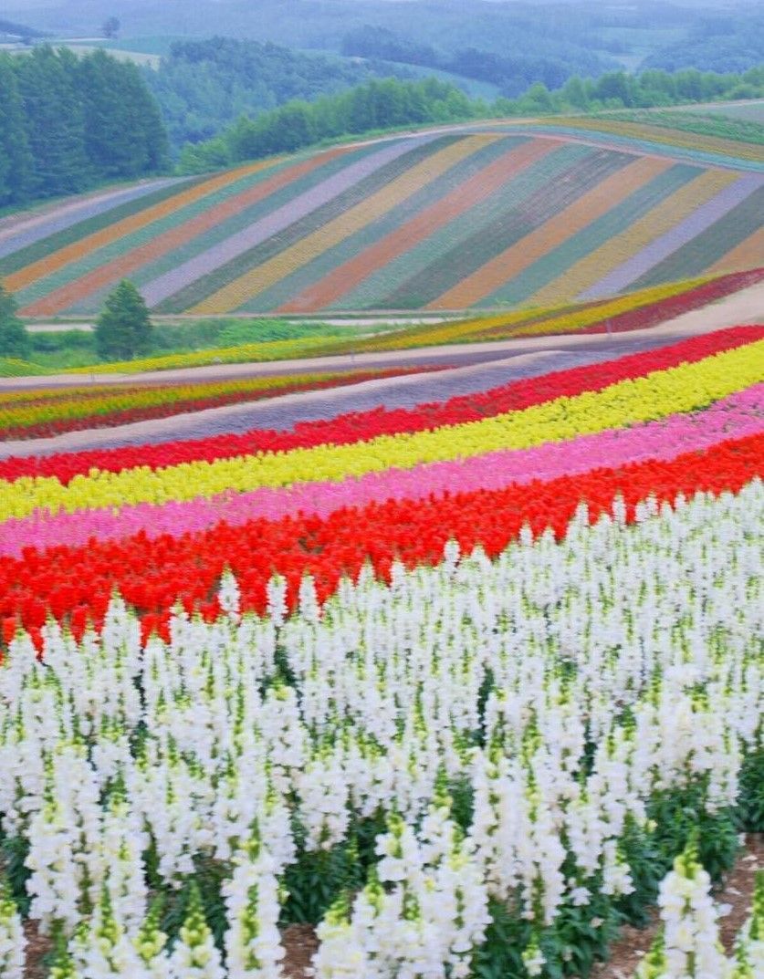 Panoramic Flower Gardens Shikisai No Oka, Biei, Hokkaido, Japan, 四季彩の丘, 美瑛, 北海道, 日本. Beautiful Nature, Beautiful Landscapes, Flower Field
