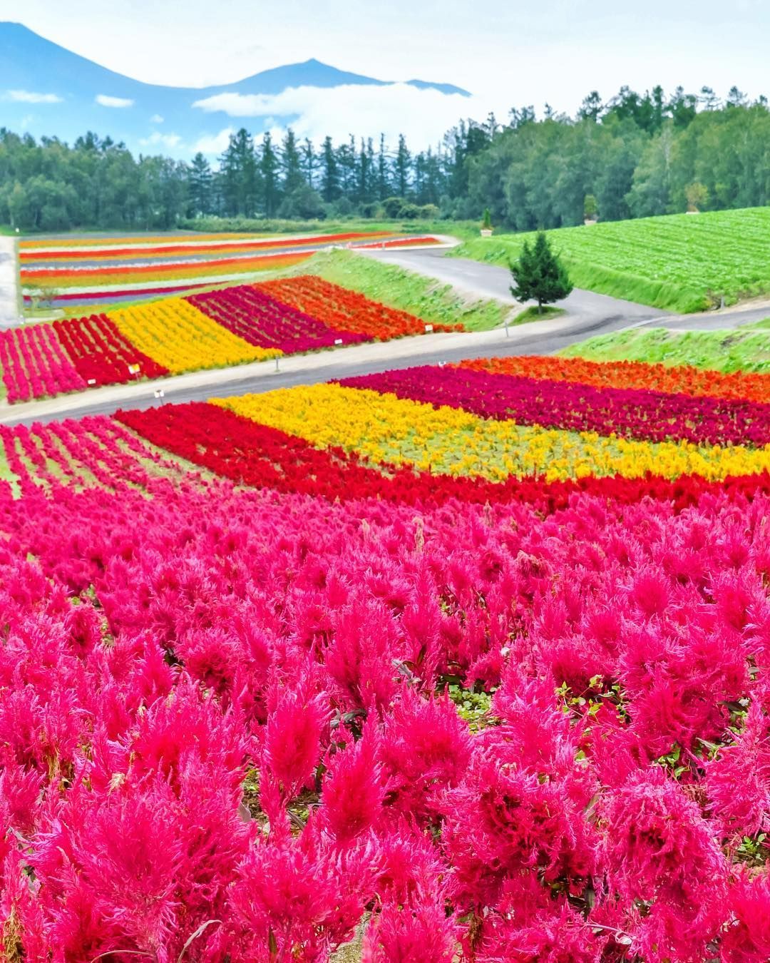 Shikisai No Oka Flower Garden Wallpapers - Wallpaper Cave