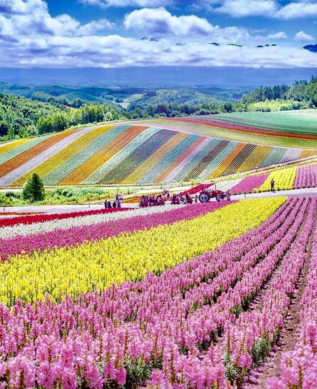 Shikisai No Oka Flower Garden Wallpapers Wallpaper Cave