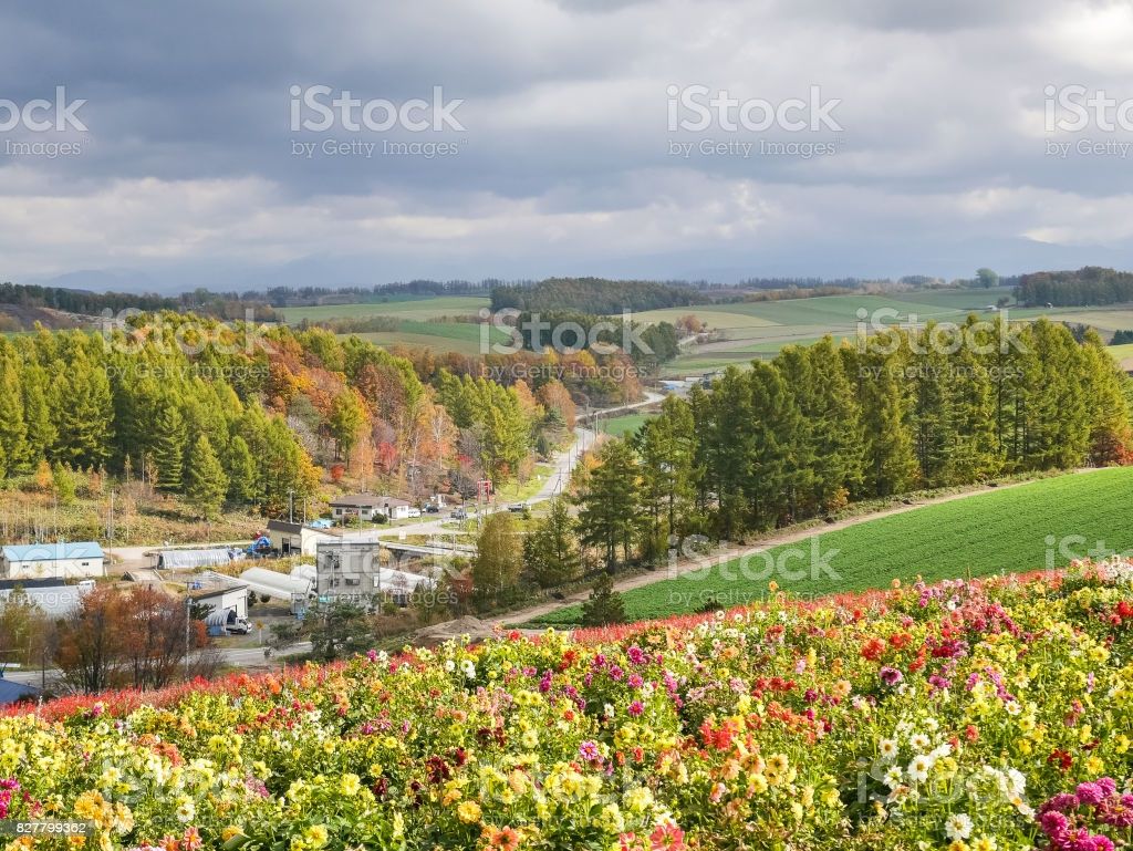 Shikisainooka Flower Garden In Biei Hokkaido Japan Image Now