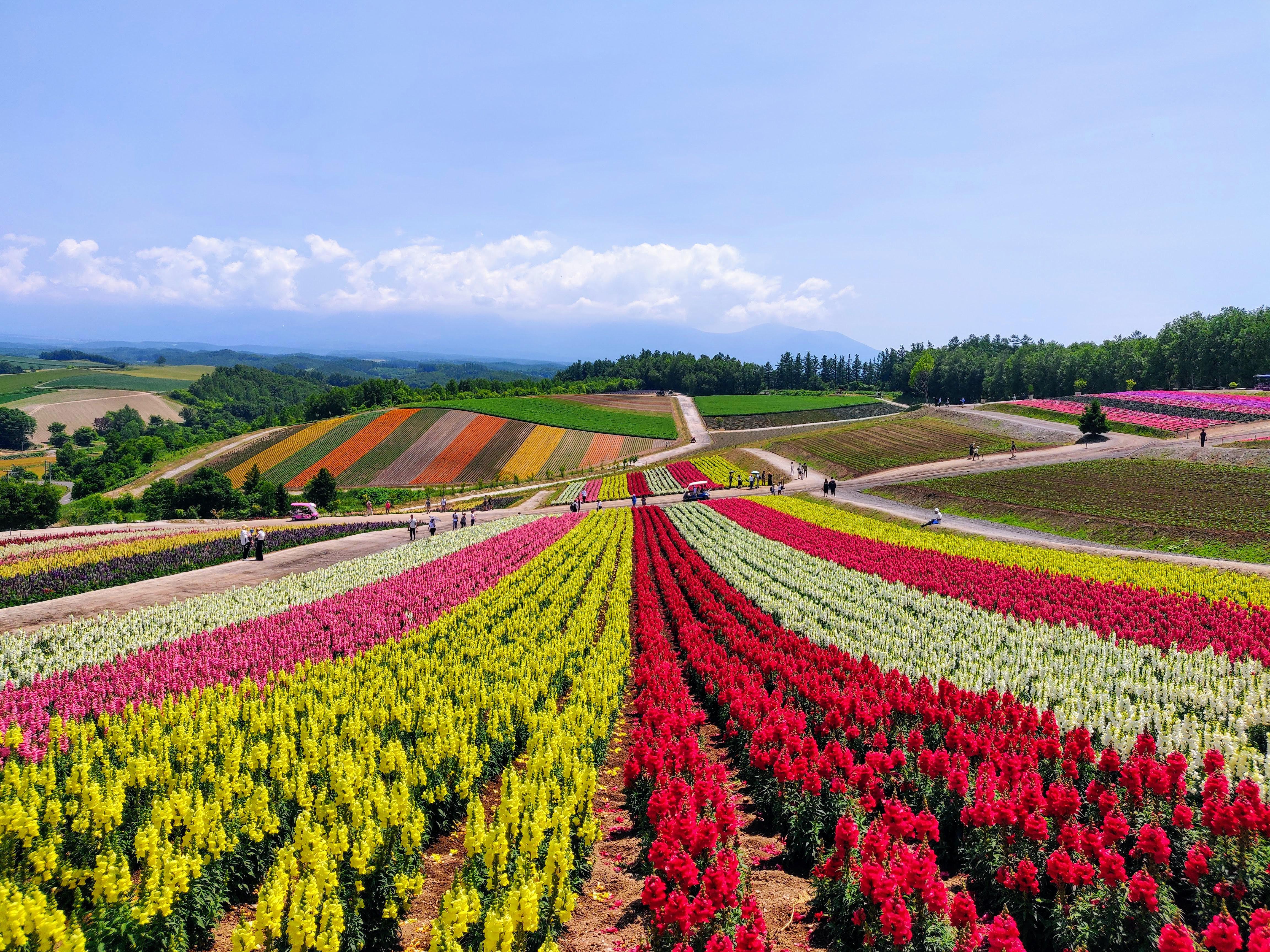 Flower Field at Shikisai no Oka, Hokkaido, Japan